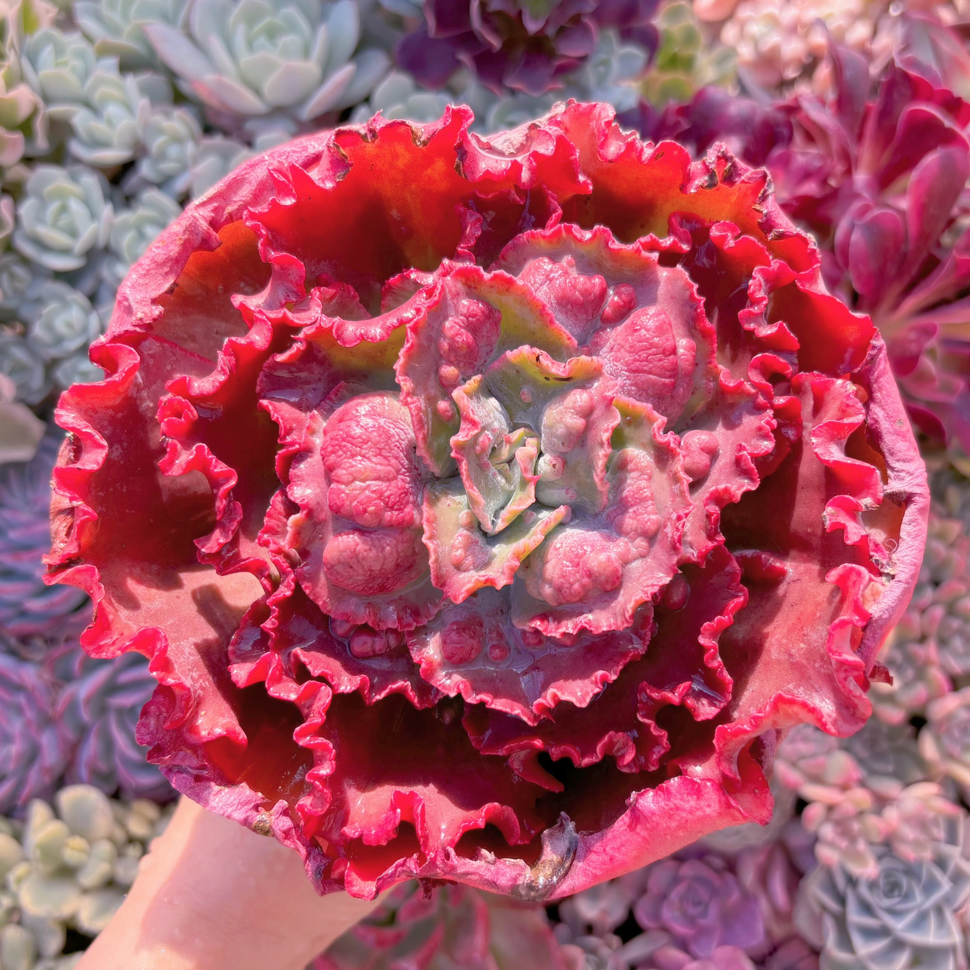 現品　cancan　x　Baron Bold#2023　大苗　るる農園