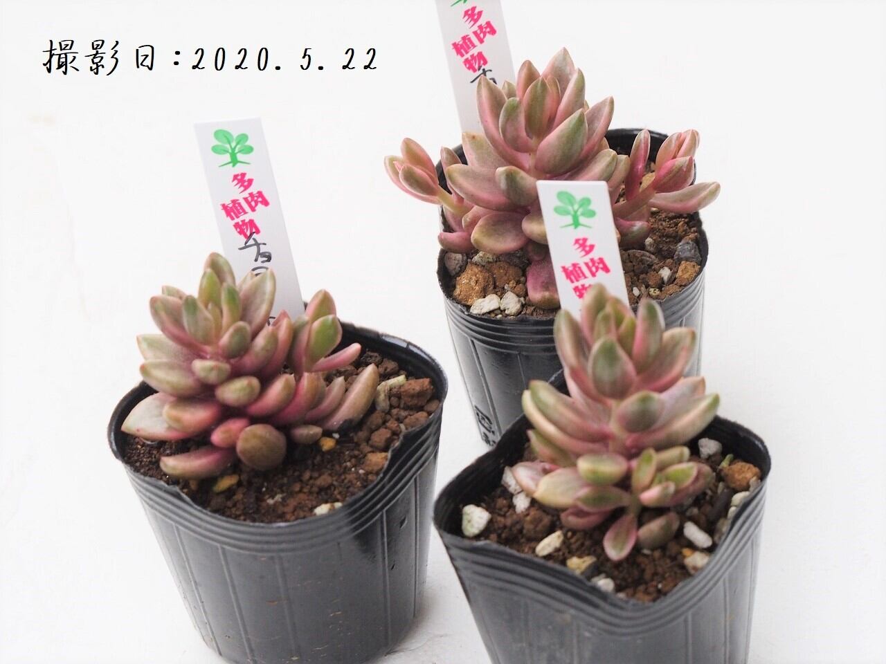 多肉植物 チョコレート錦 グラプトベリア属 いとうぐりーん 産直苗 2号 多肉植物とガーデン雑貨 Macherie マシェリ