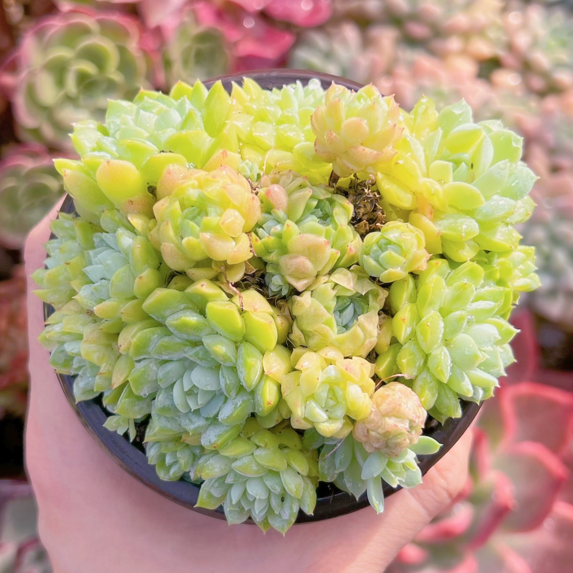 現品　ハチミツボール#634　古株　るる農園