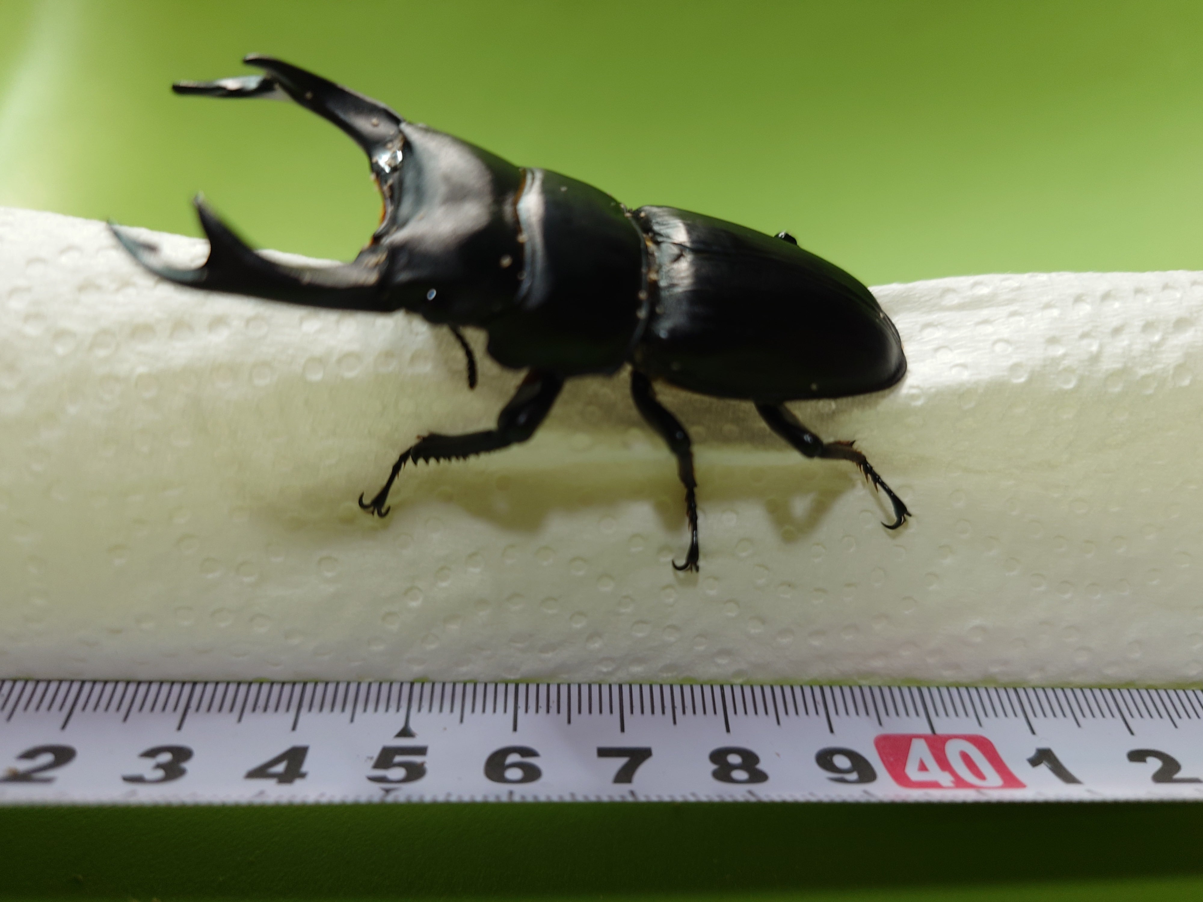 伝説の七節】ロードハウナナフシに酷似のトゲアシフトナナフシオバケ