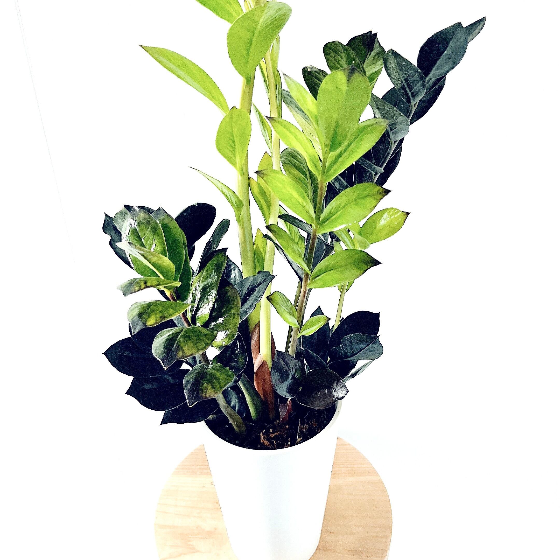 ザミオクルカス　ブラック　ゴールデン 観葉植物 ザミオクルカス ブラック ゴールデン