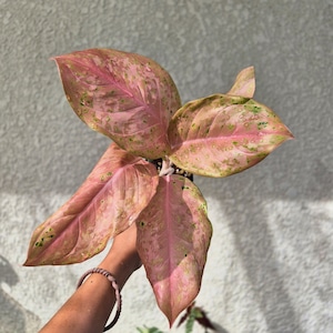 ②《Aglaonema ‘Orange Goldstar’》アグラオネマ オレンジゴールドスター 観葉植物 /ポット発送