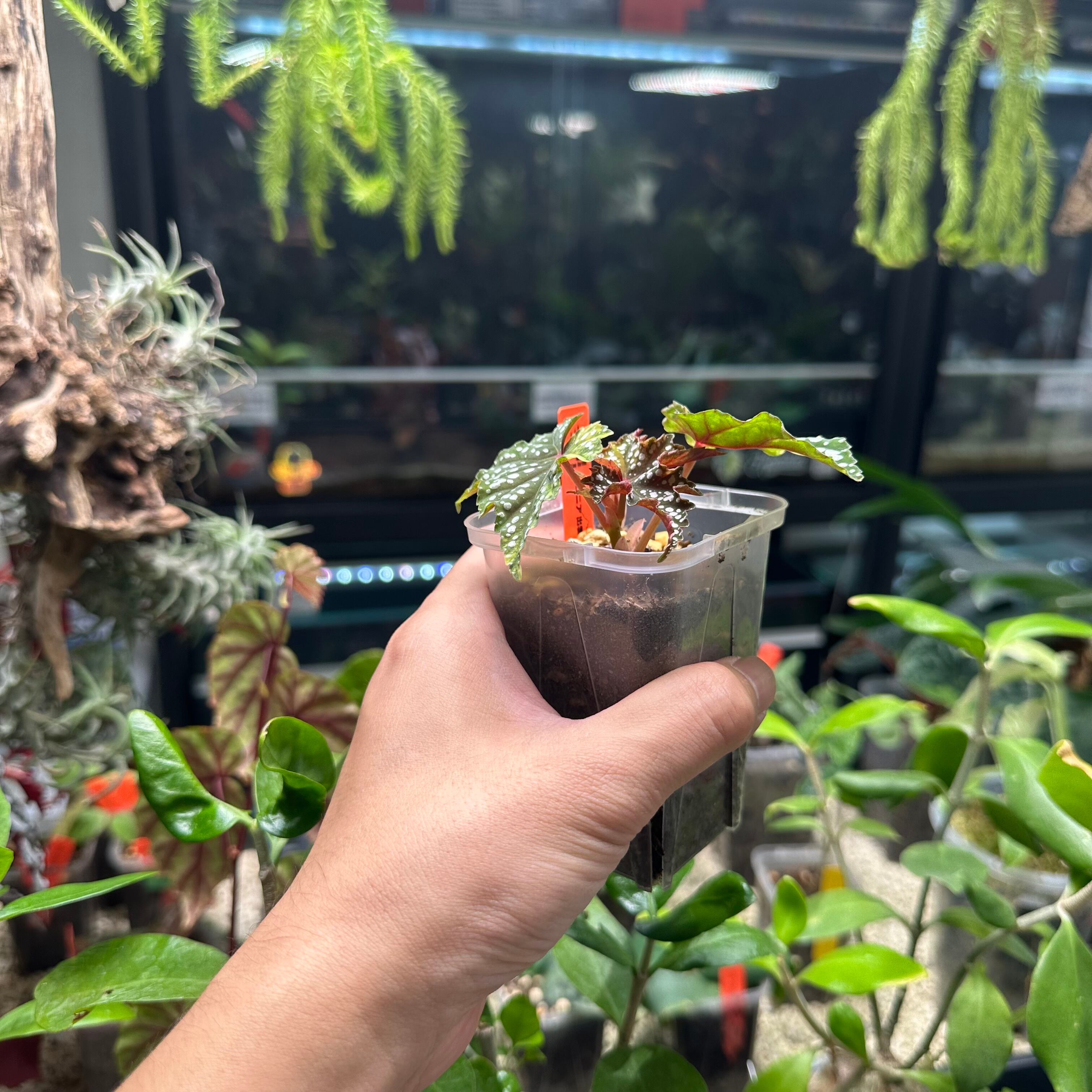ベゴニア 出雲の煌星 斑入り -Begonia Izumo no Kiraboshi variegated