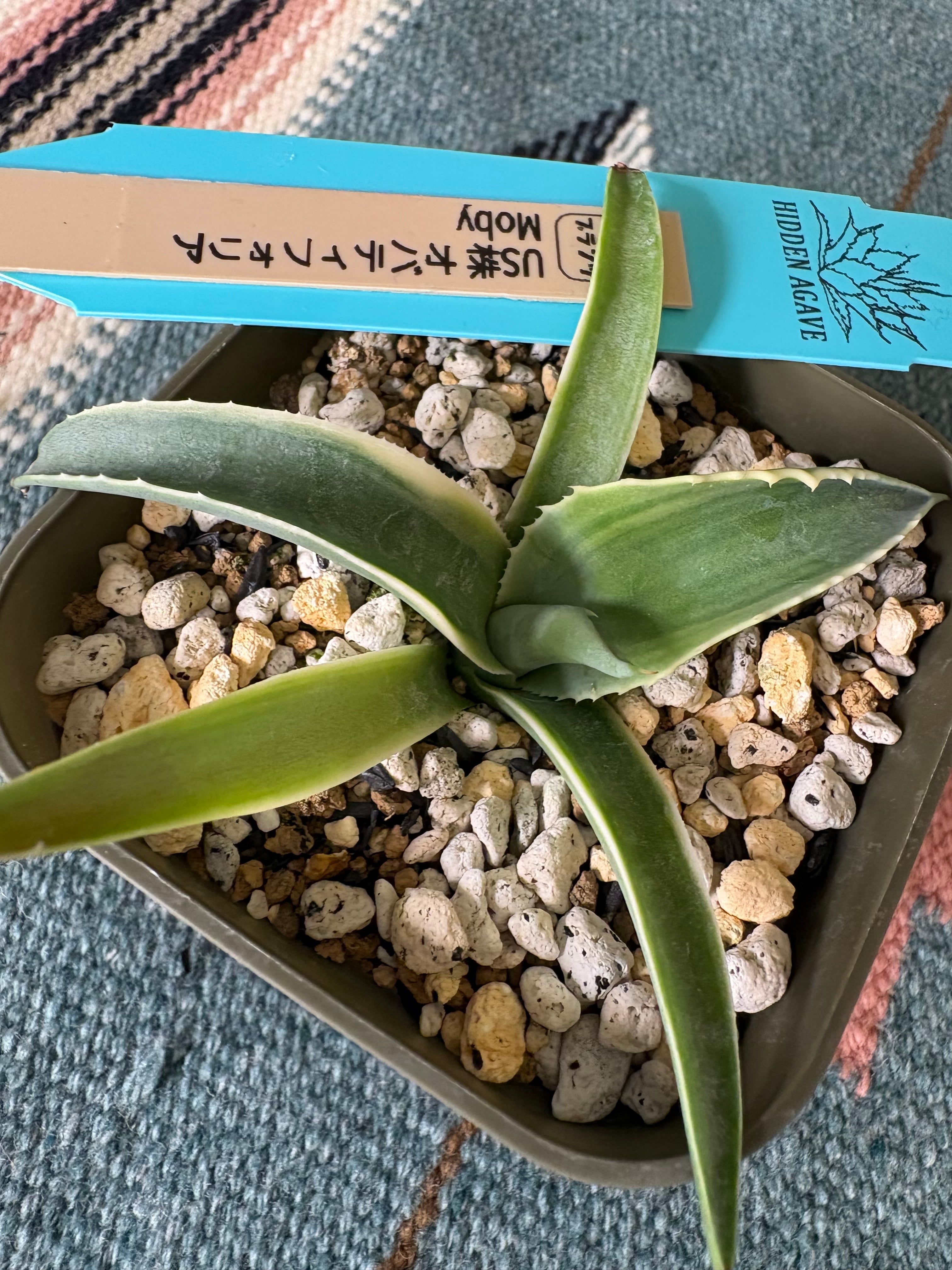 アガベ パリーホーチエンシス 'ウェイクフィールド' | 87PLANTS