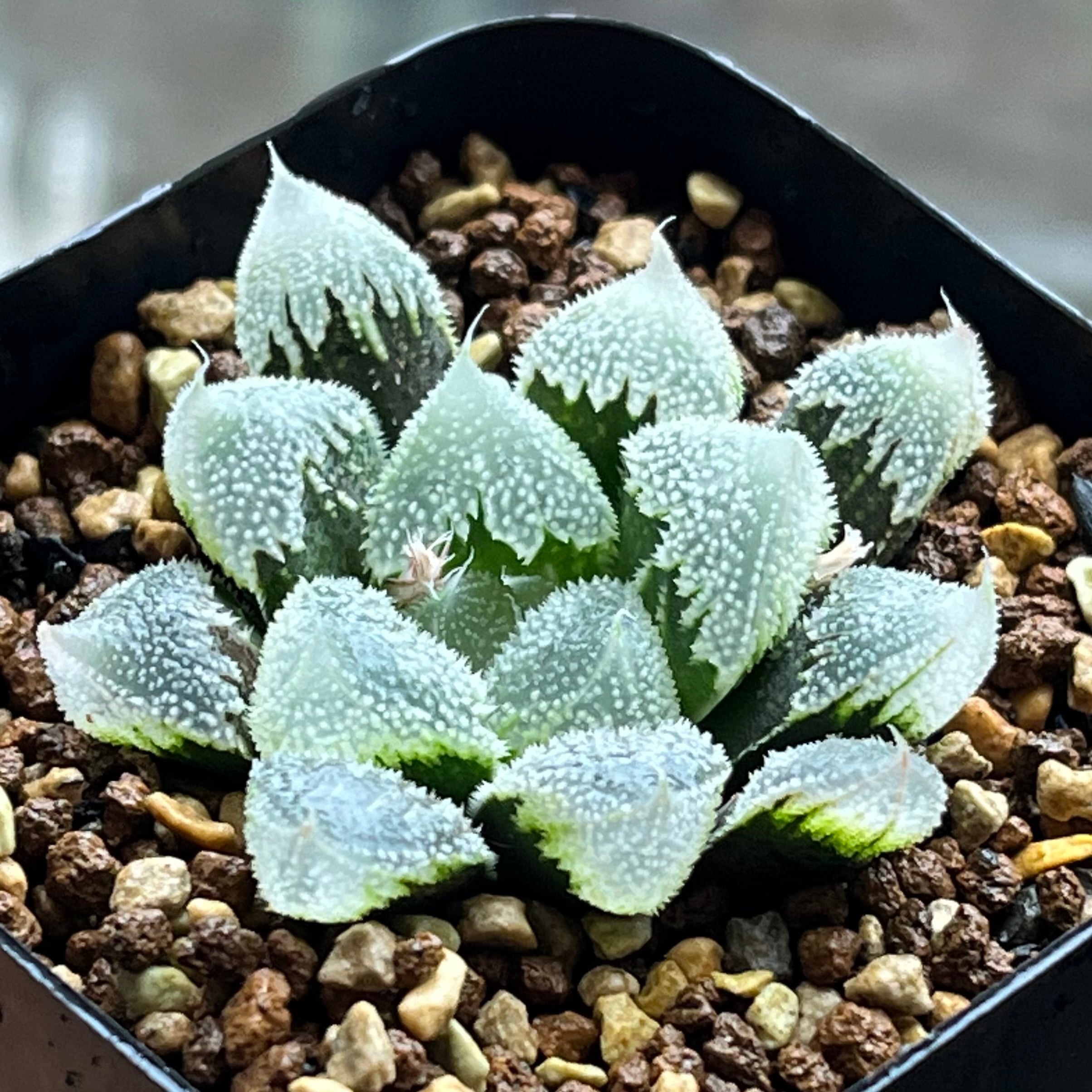 ハオルチア スターズフェアリー | mocono_plants