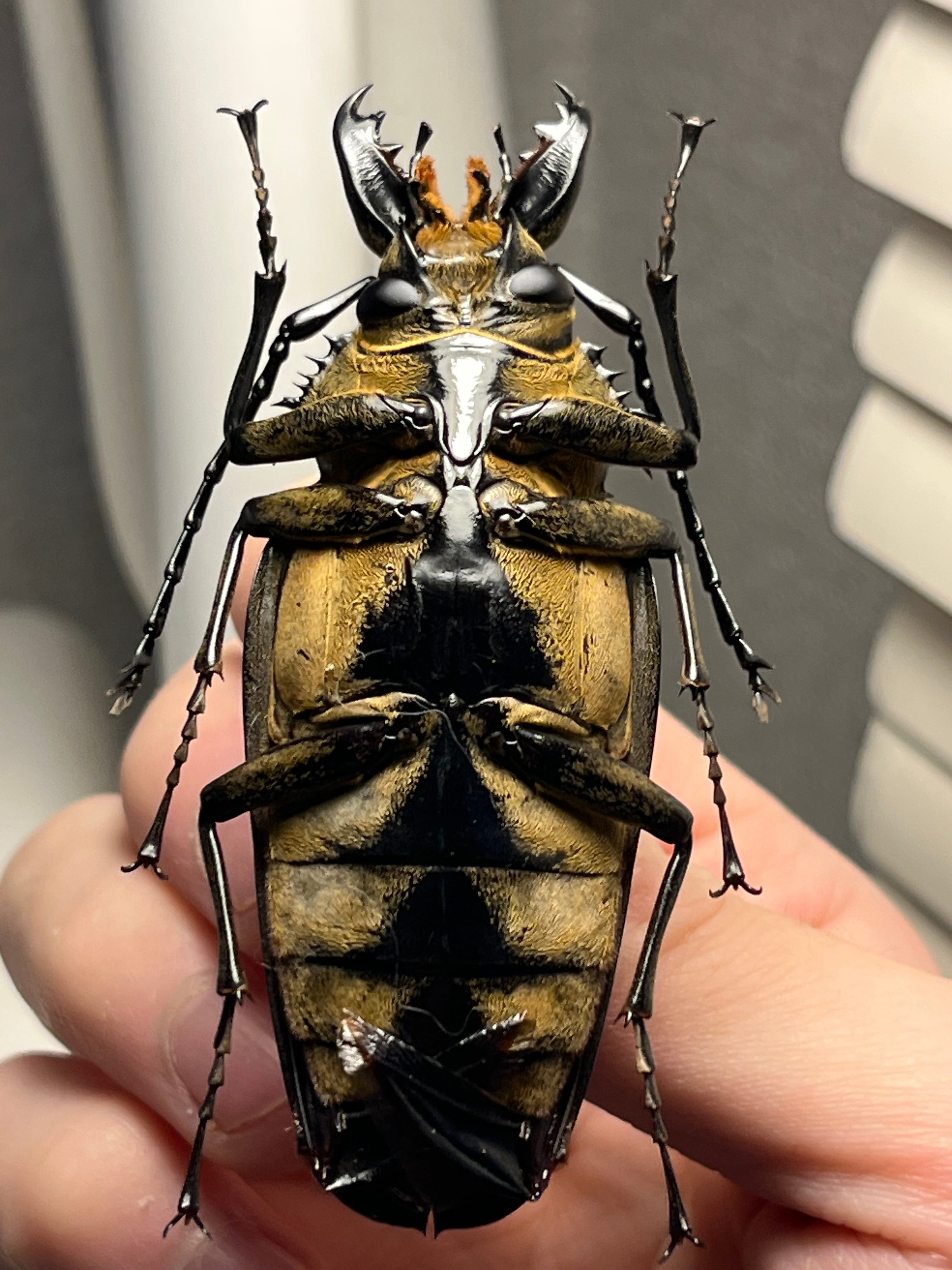 76mm】タテヅノクワガタモドキ カミキリムシ ウスバカミキリ 昆虫標本