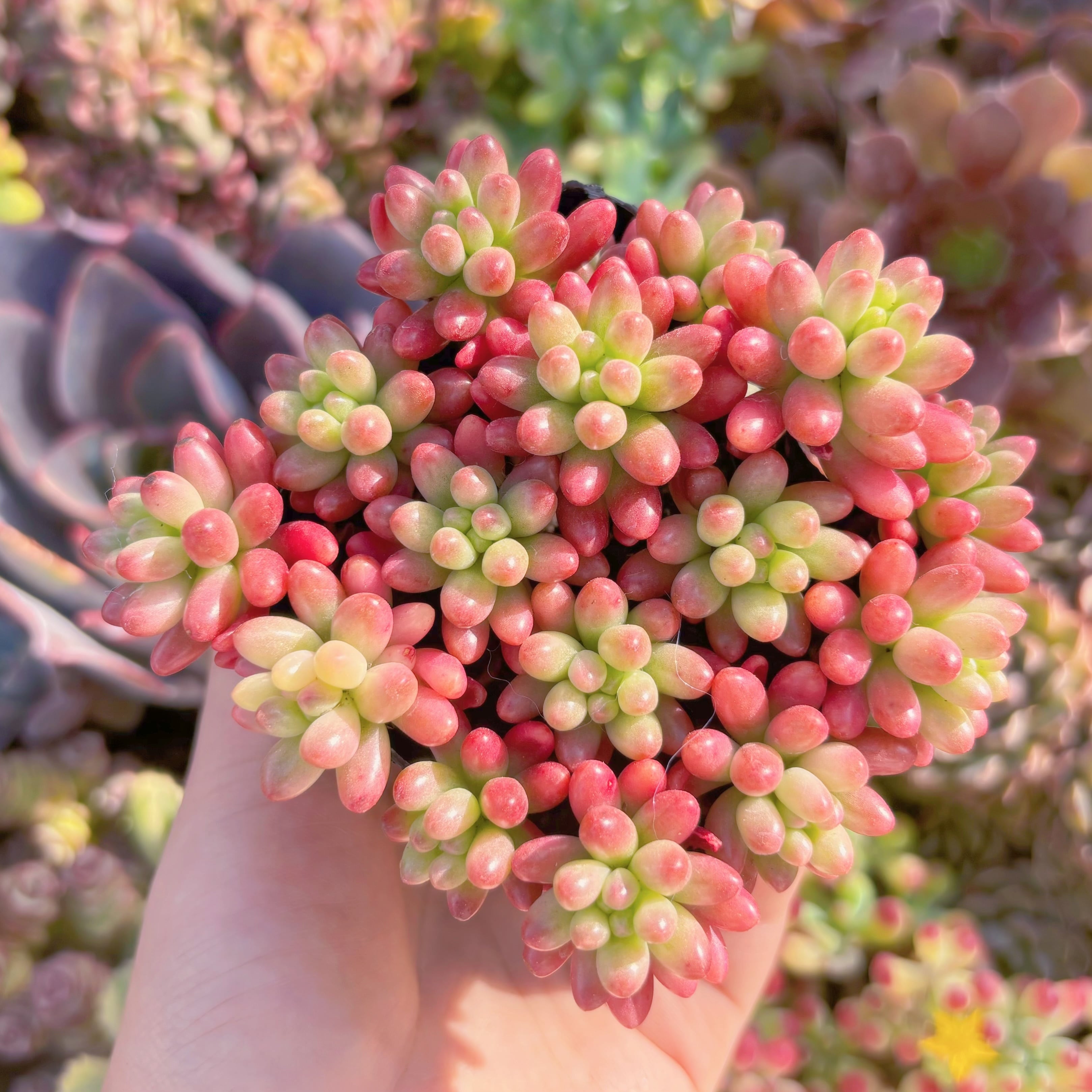 現品　紅の玉錦#896　新入荷　るる農園