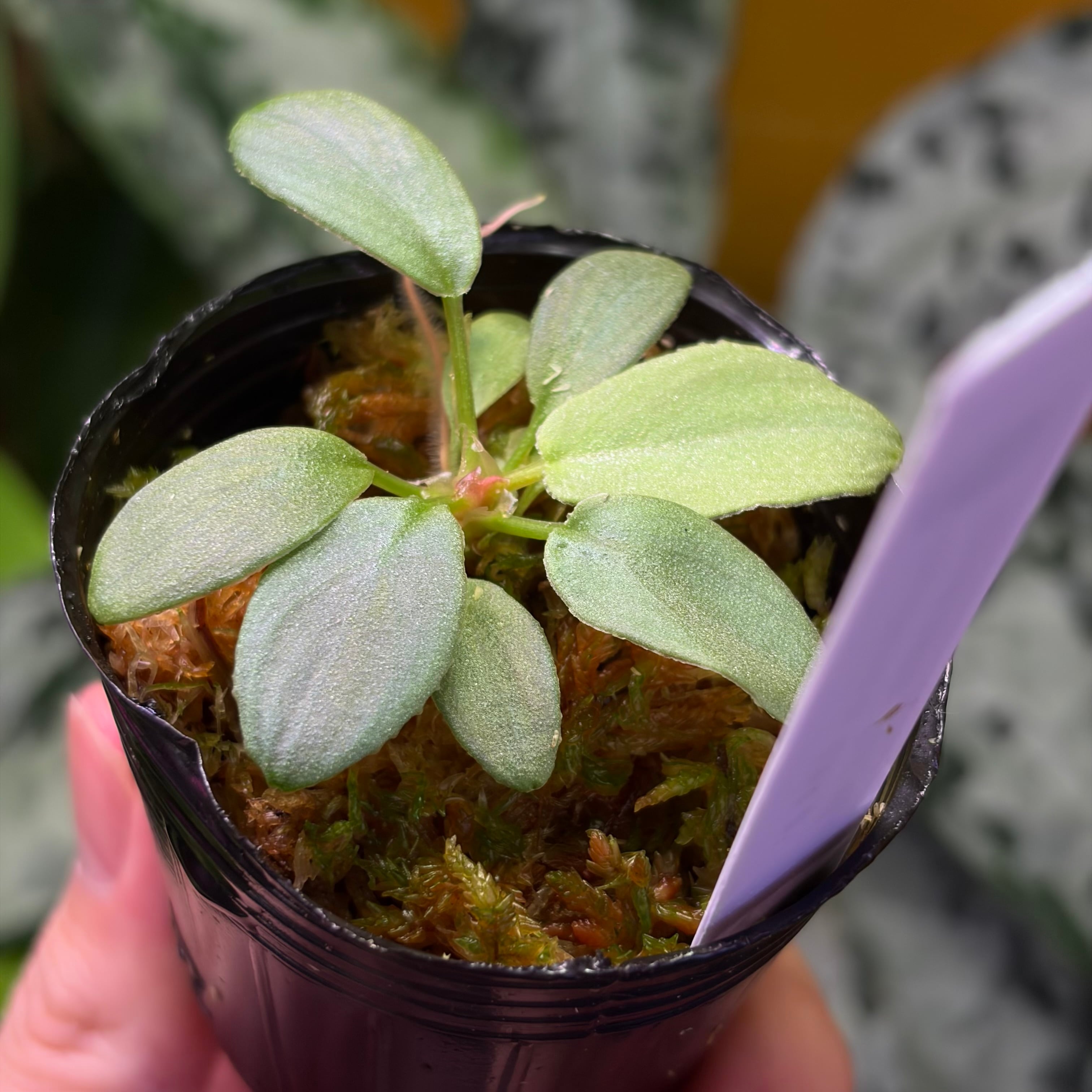 Homalomena sp. 花緑青 Tapanuli Selatan 【ZOE1025-4p】 銀葉個体