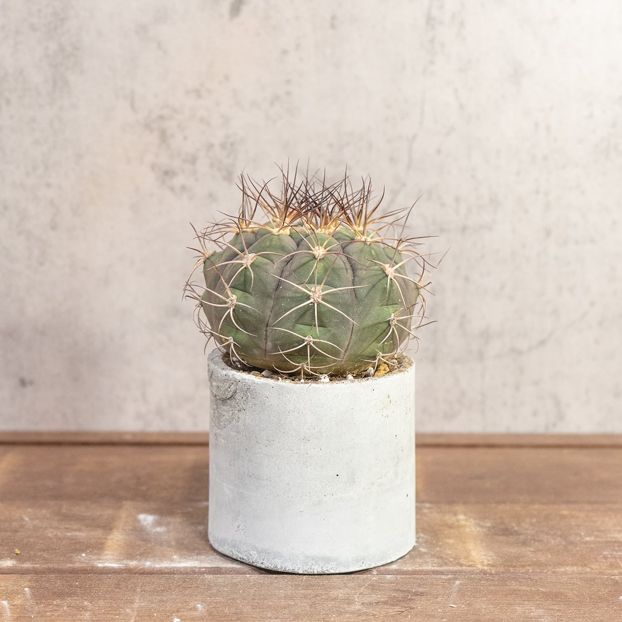 サボテン 尾形丸(Φ11㎝) 緑から紫へと変化する玉虫色の色彩が美しい 厳選仕入れの良型株 観葉植物 インテリア|虫発生抑制