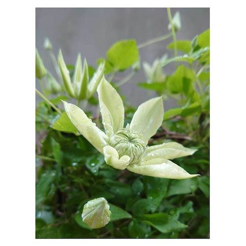 Clematis florida 'Alba  plena'