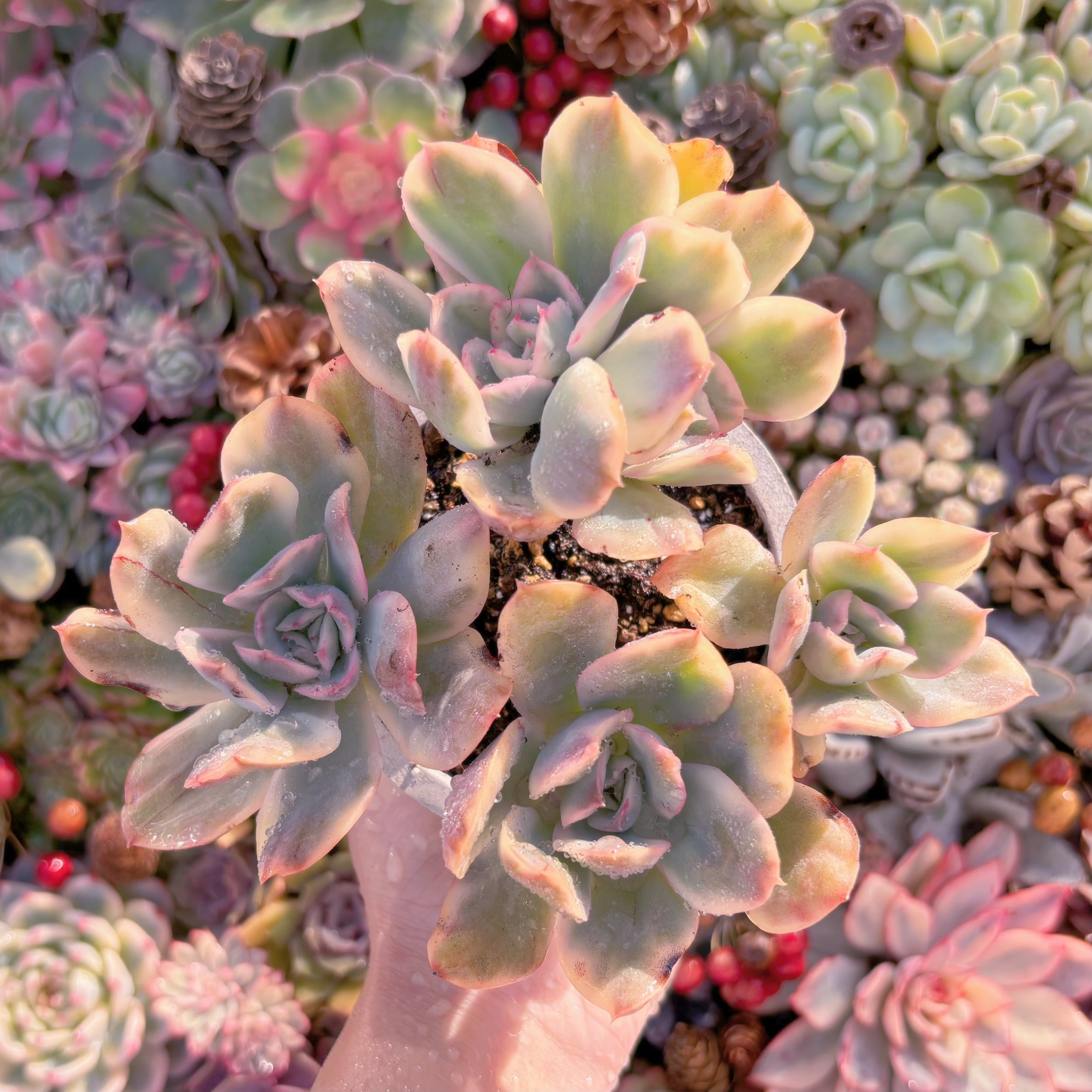 現品　ルエラ錦#A050　群生　るる農園