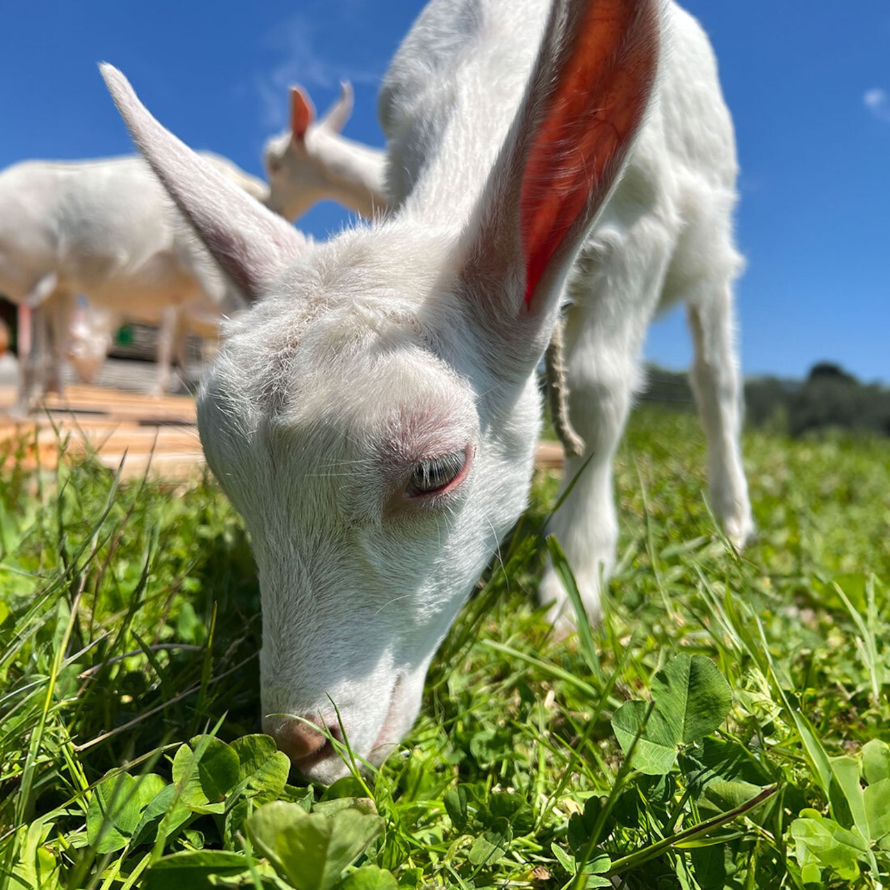 プティ・シェーヴル 米粉のやぎミルククッキー 4点セット