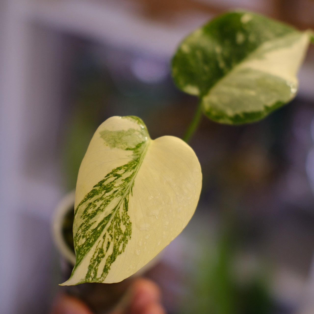 モンステラ・レガシー│Monstera deliciosa ‘Legacy'⑨│観葉植物