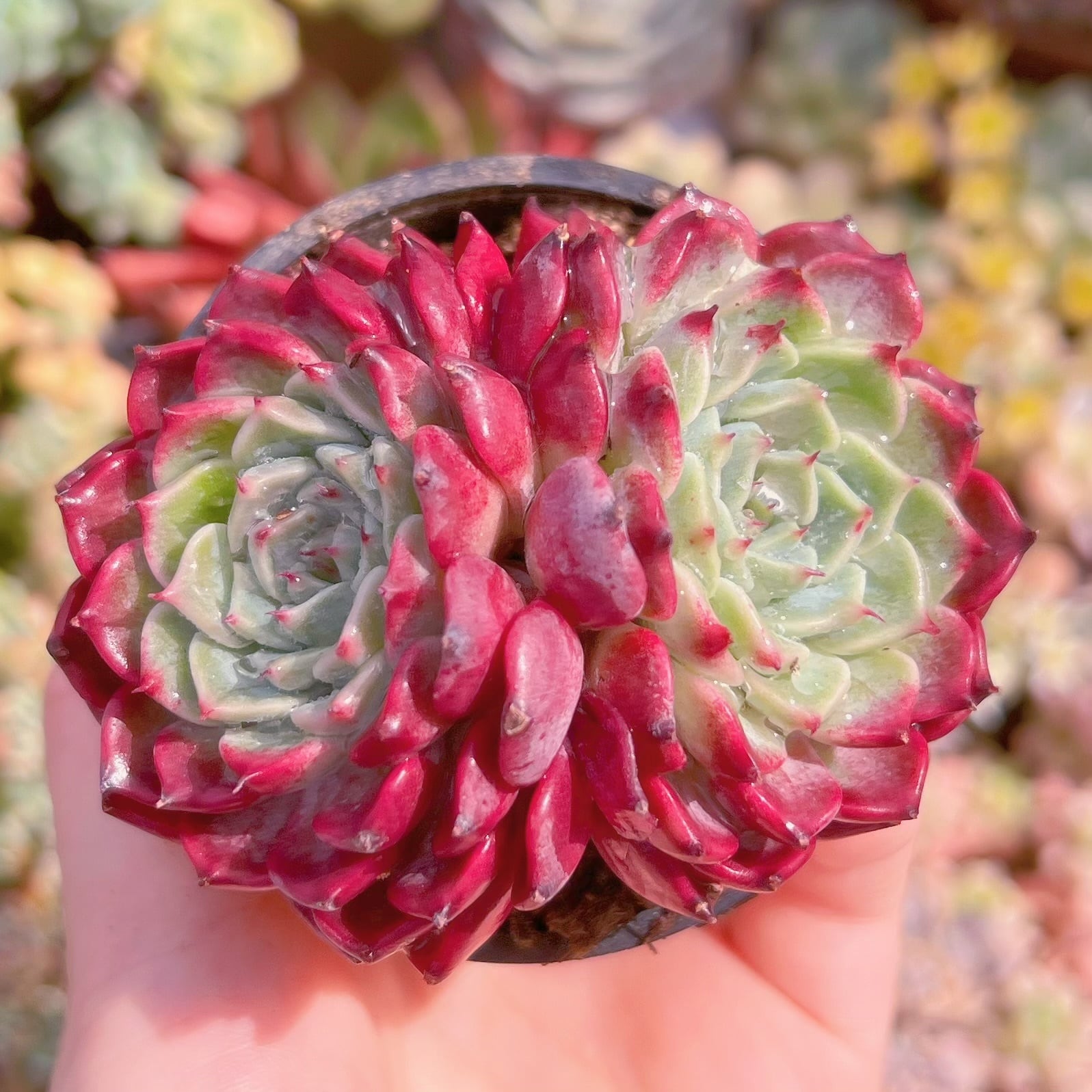 現品　沙羅姫牡丹sp#1167　群生　るる農園