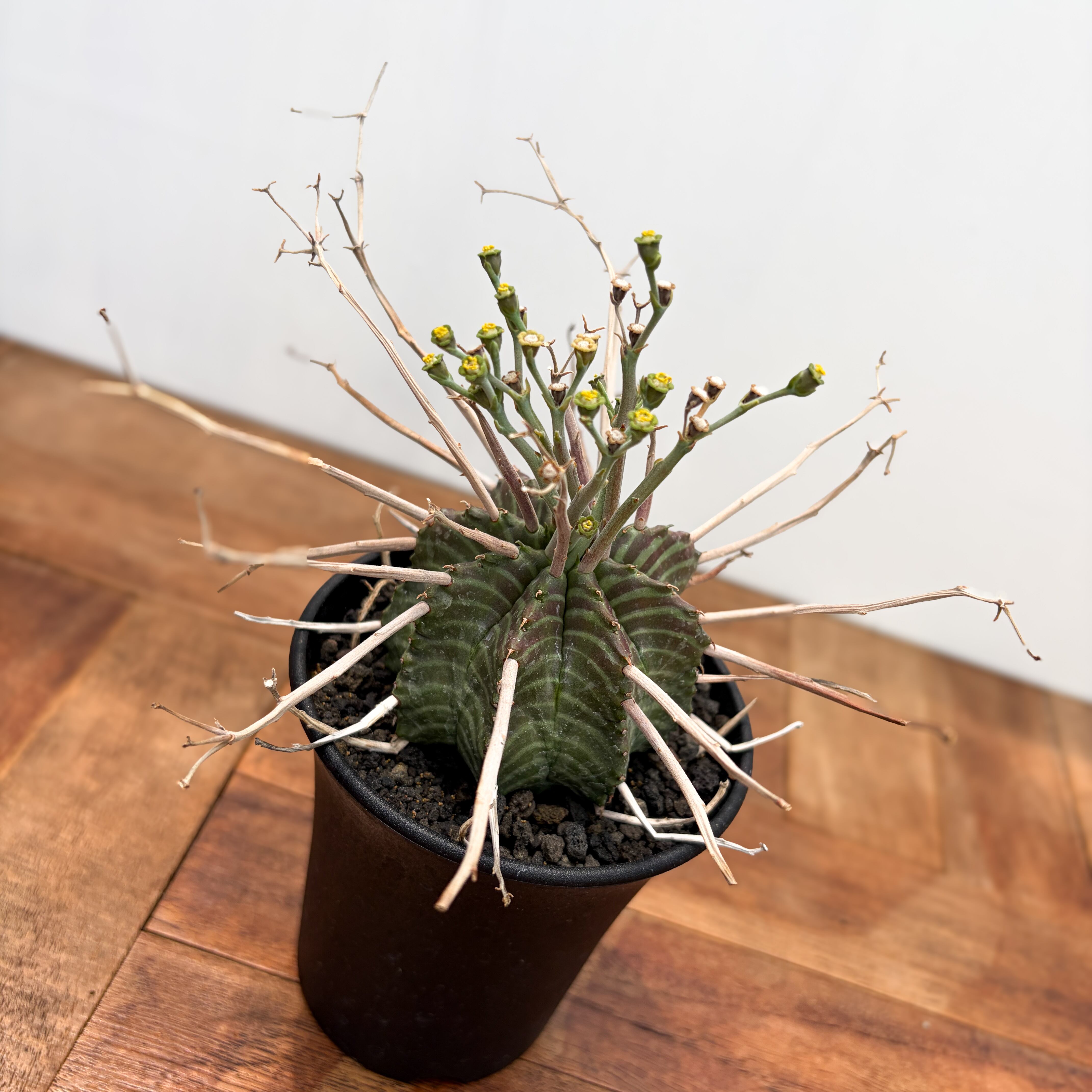 Euphorbia valida【ユーフォルビア・強棘バリダ】 | RIMO'S GREEN