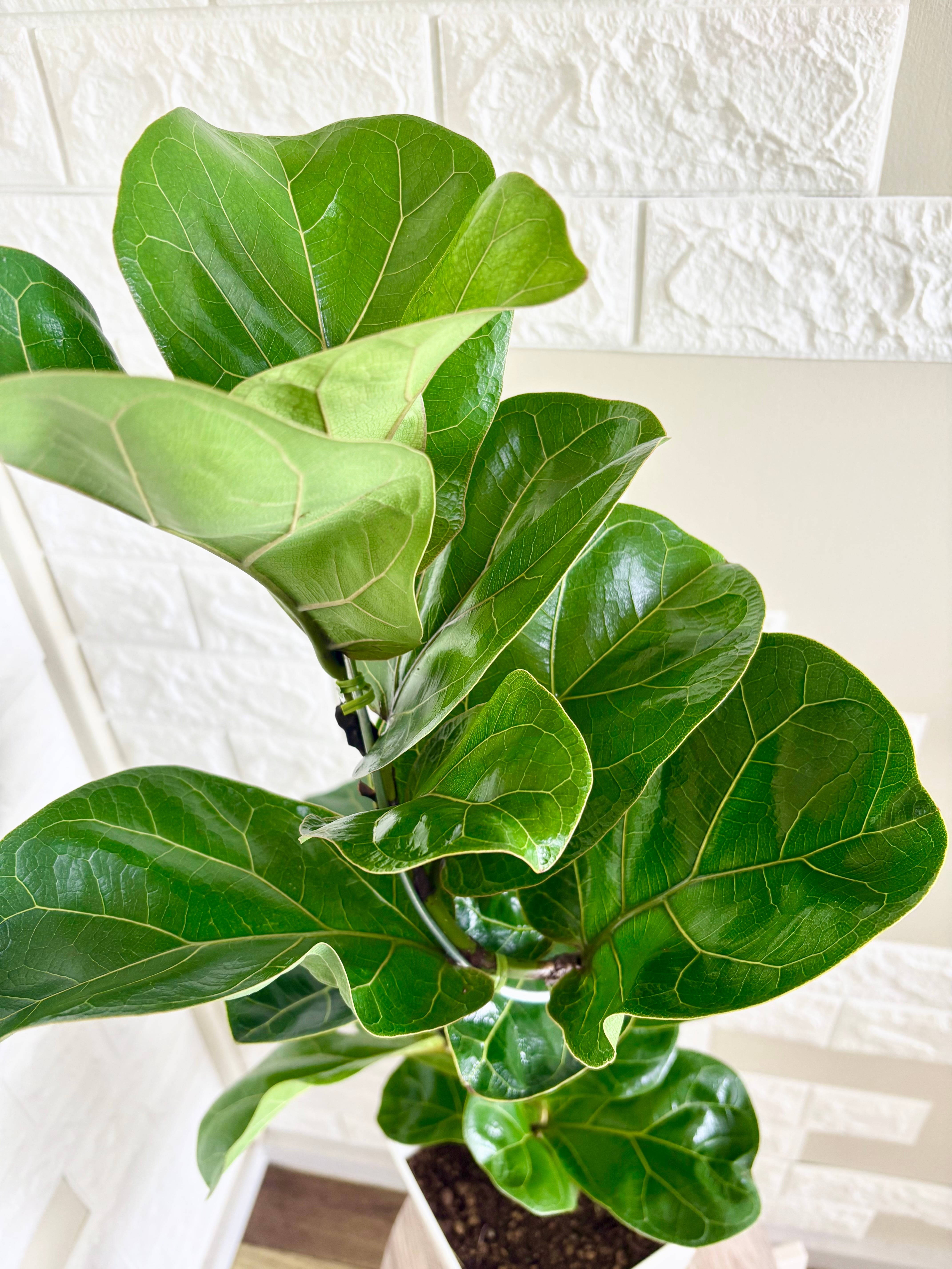 現品】フィカスバンビーノ 曲がり樹形 6号鉢 観葉植物 | 観葉植物のお