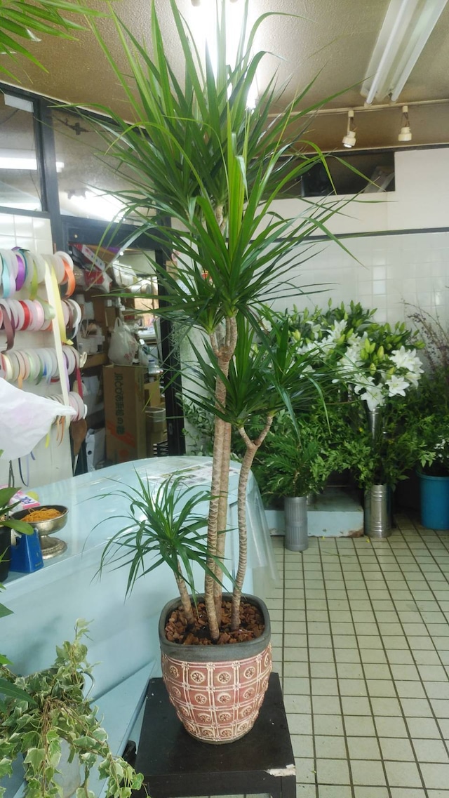 20000円の観葉植物