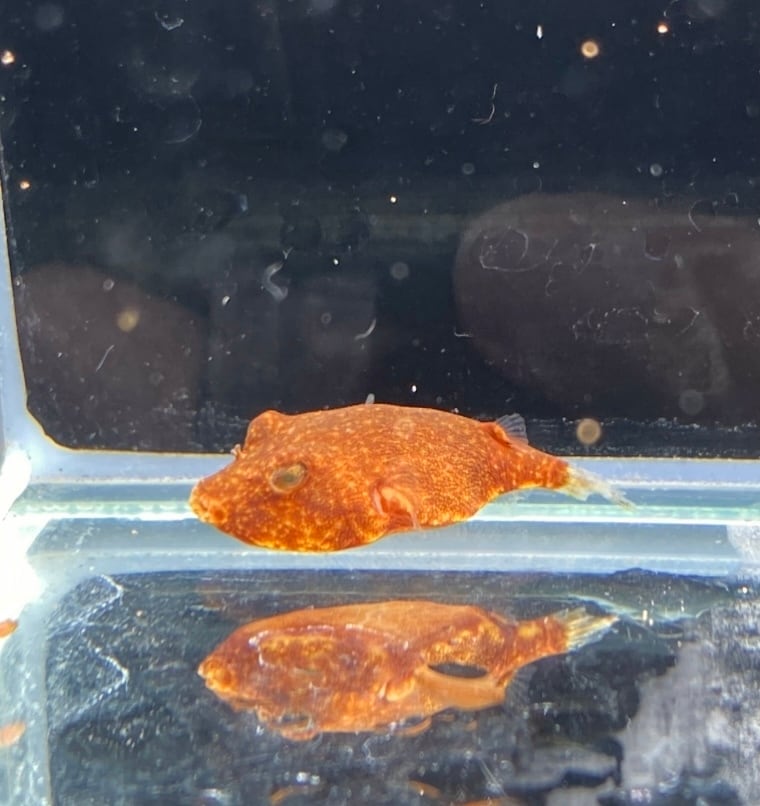 淡水フグ　テトラオドンミウルスレッド ミウルスレッド！！可愛いです(^^) ， ， ， #ミウルスレッド