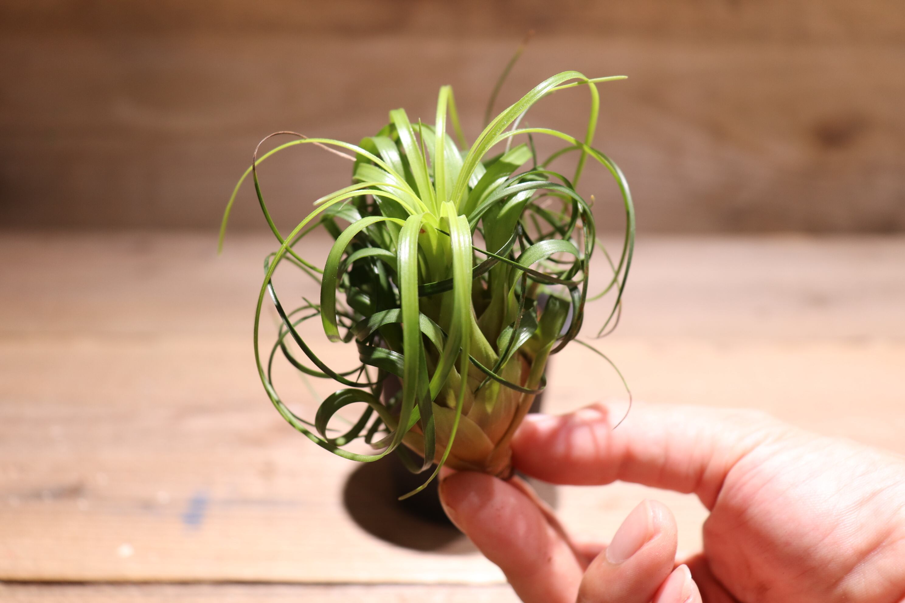 Vriesea Ehiku 2個セットフリーセア レア品種　抜き苗 1枚目現写真 Vriesea Ehiku 2個セットフリーセア レア品種 抜き苗 1枚目現写真