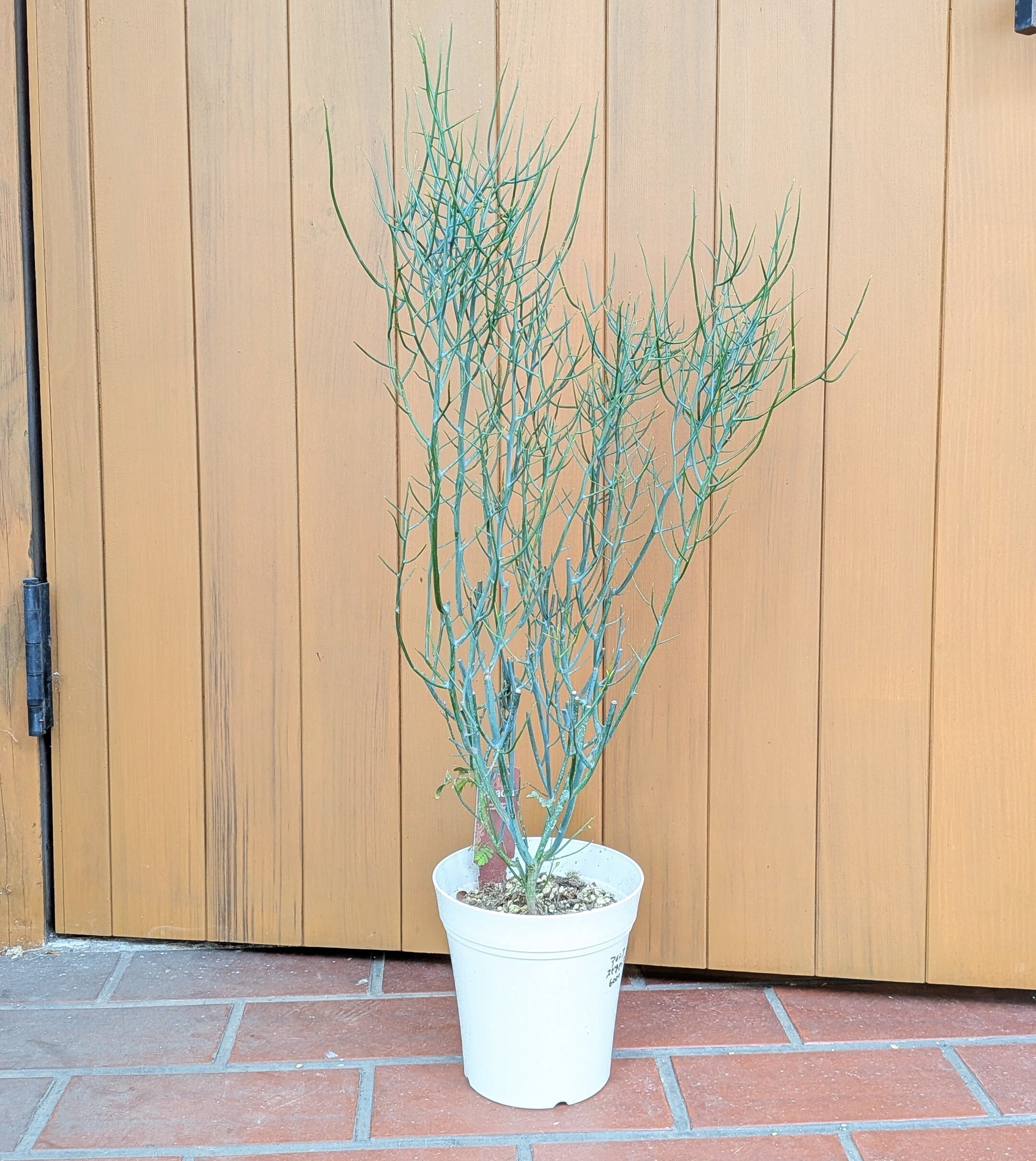 アカシア•スピネセンス アカシア・スピネセンス | PLANTSHUSET