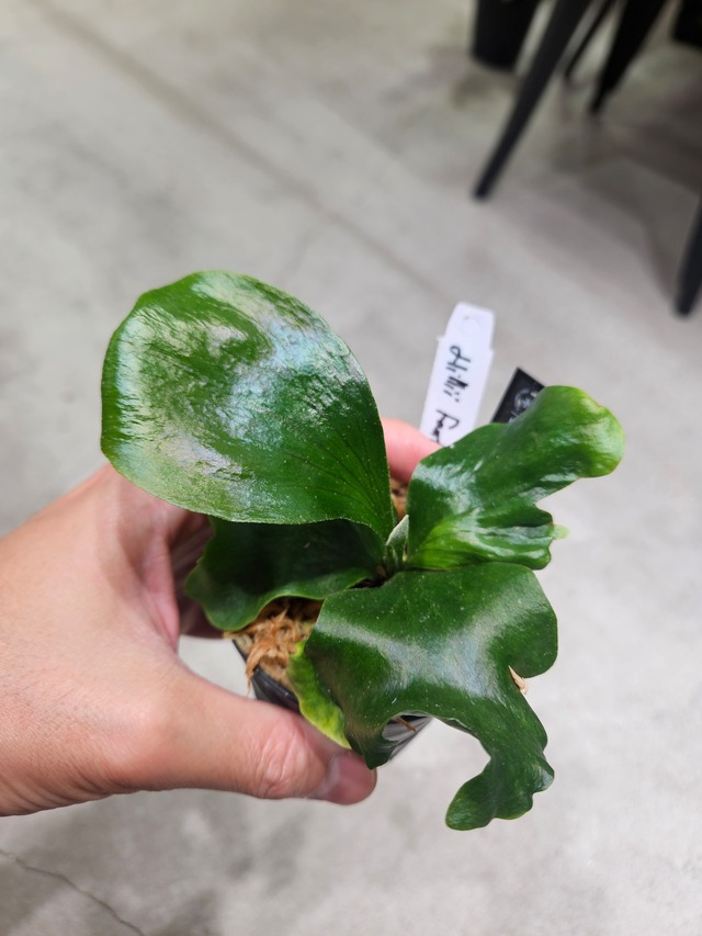 P.hillii Fantastic 【artPLANTs/PLANTSGARAGE 】ビカクシダ#Platycerium