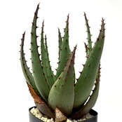 アロエ ブルーミー【318】