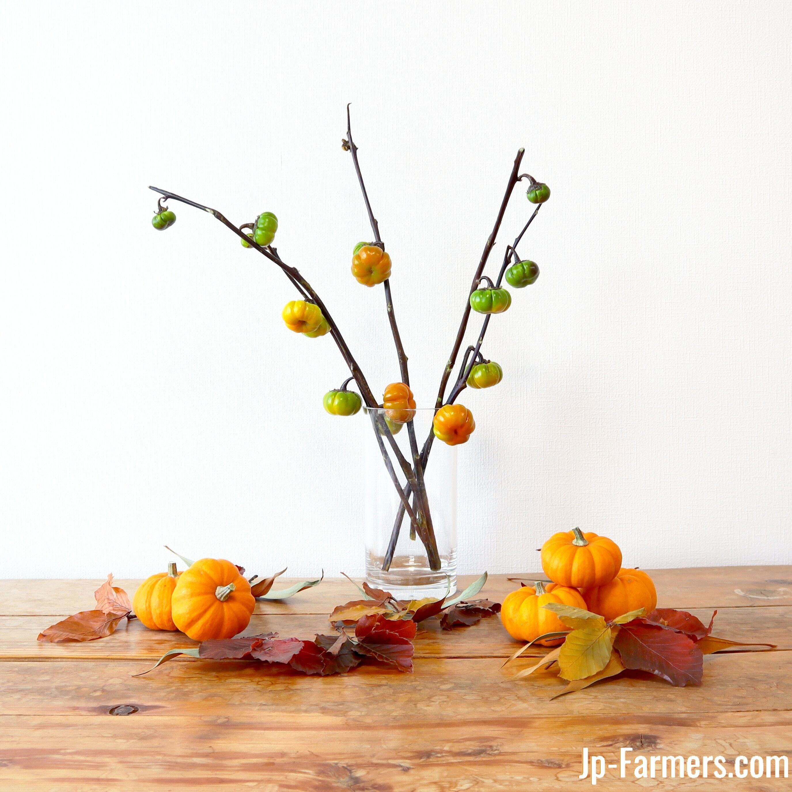 収穫の秋 秋の実りをご家庭にいかがですか ミニハロウィンガーデンのご紹介 Jp Farmers Com