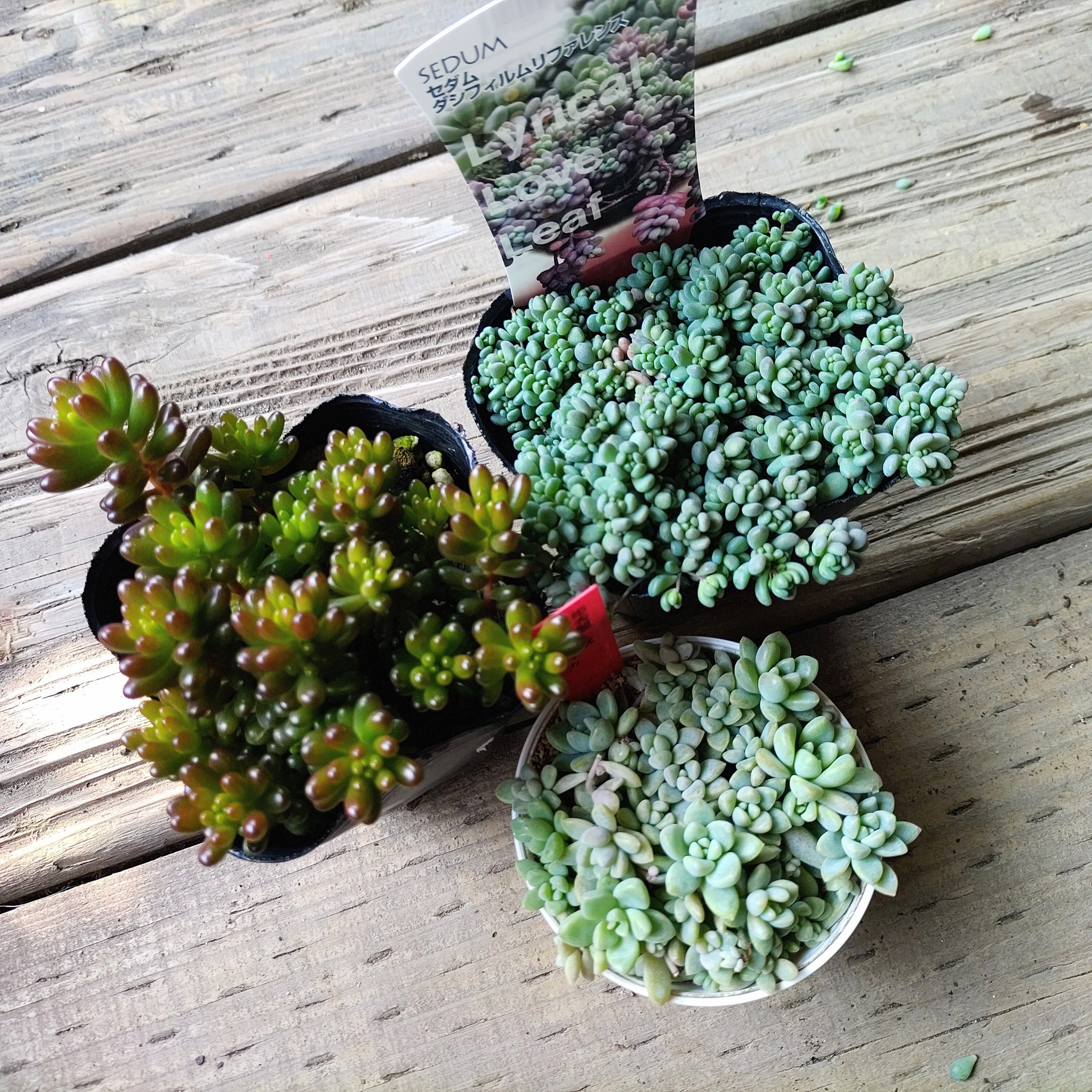 2026年RuPo福袋 | RuPo 多肉植物専門店