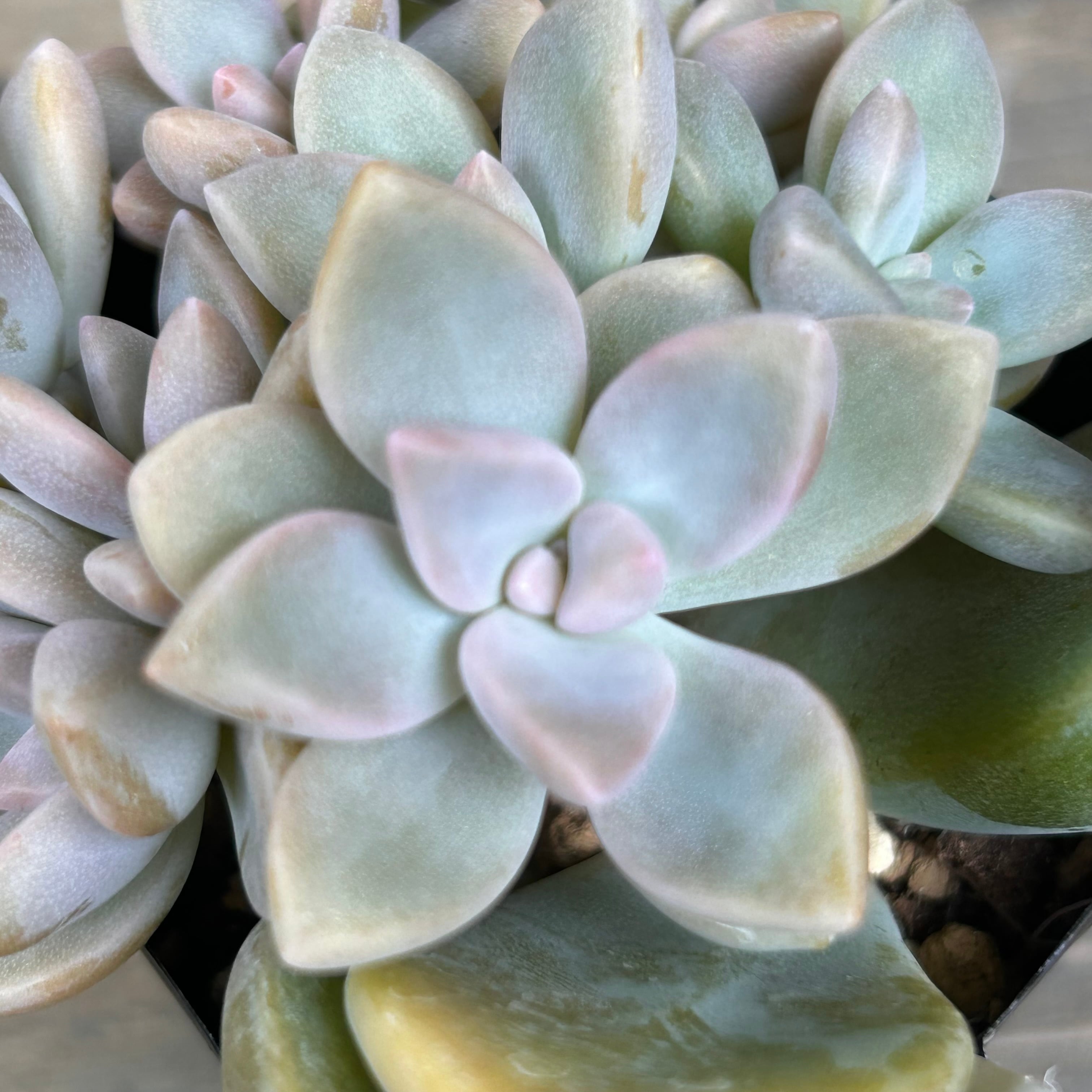 桜月 (匠園芸 | RuPo 多肉植物専門店