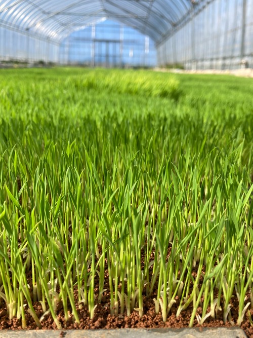 令和8年佐渡産コシヒカリ　5㎏・画像4