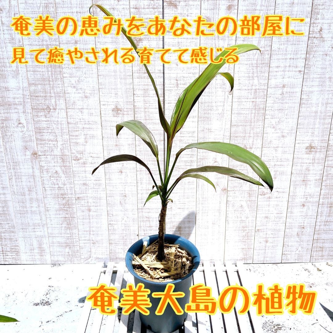 奄美大島産：センネンボク (ティーリーフ） 6号鉢】 現品発送