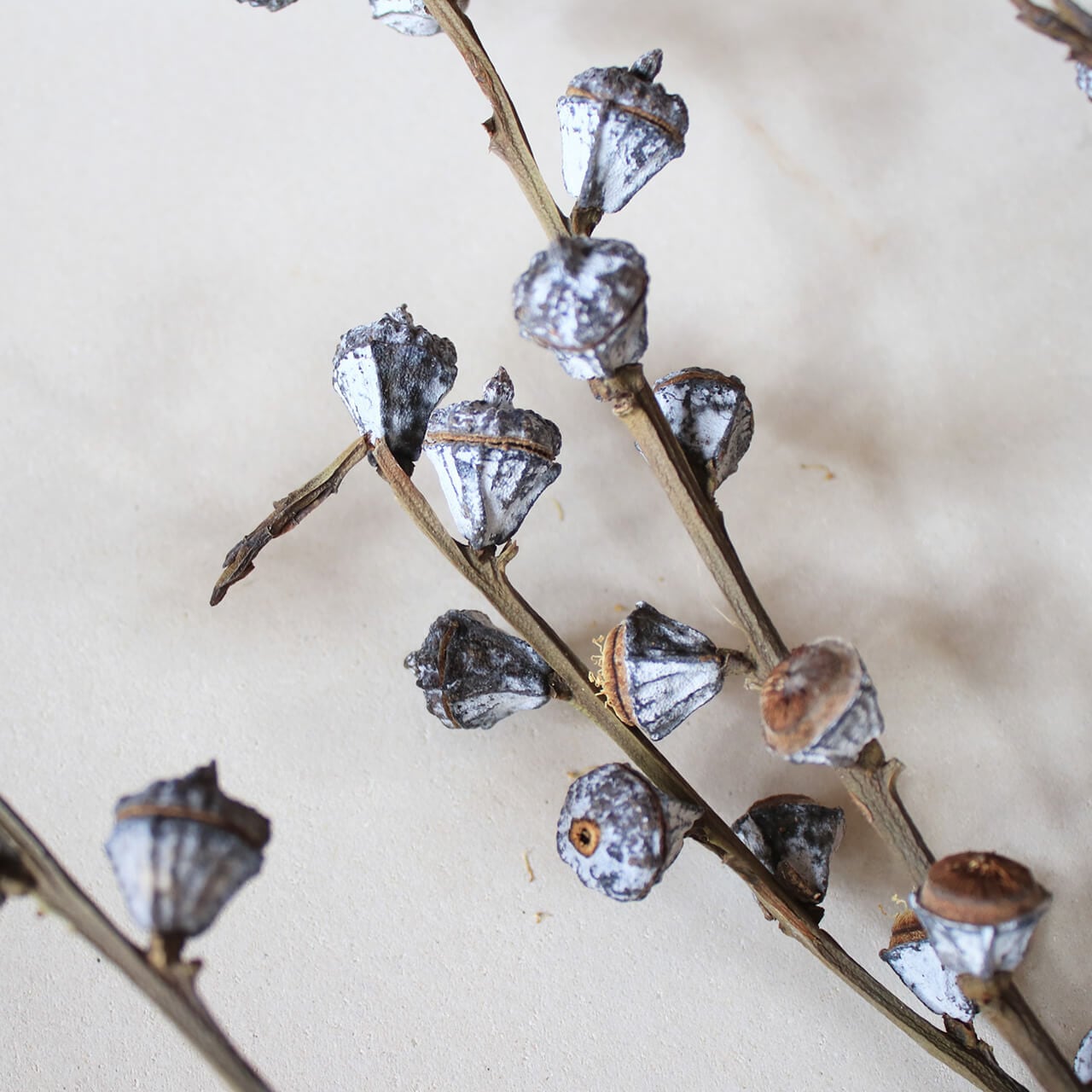 ユーカリ グロボラス 実付 / 葉付き ・ 葉なし / ドライフラワー