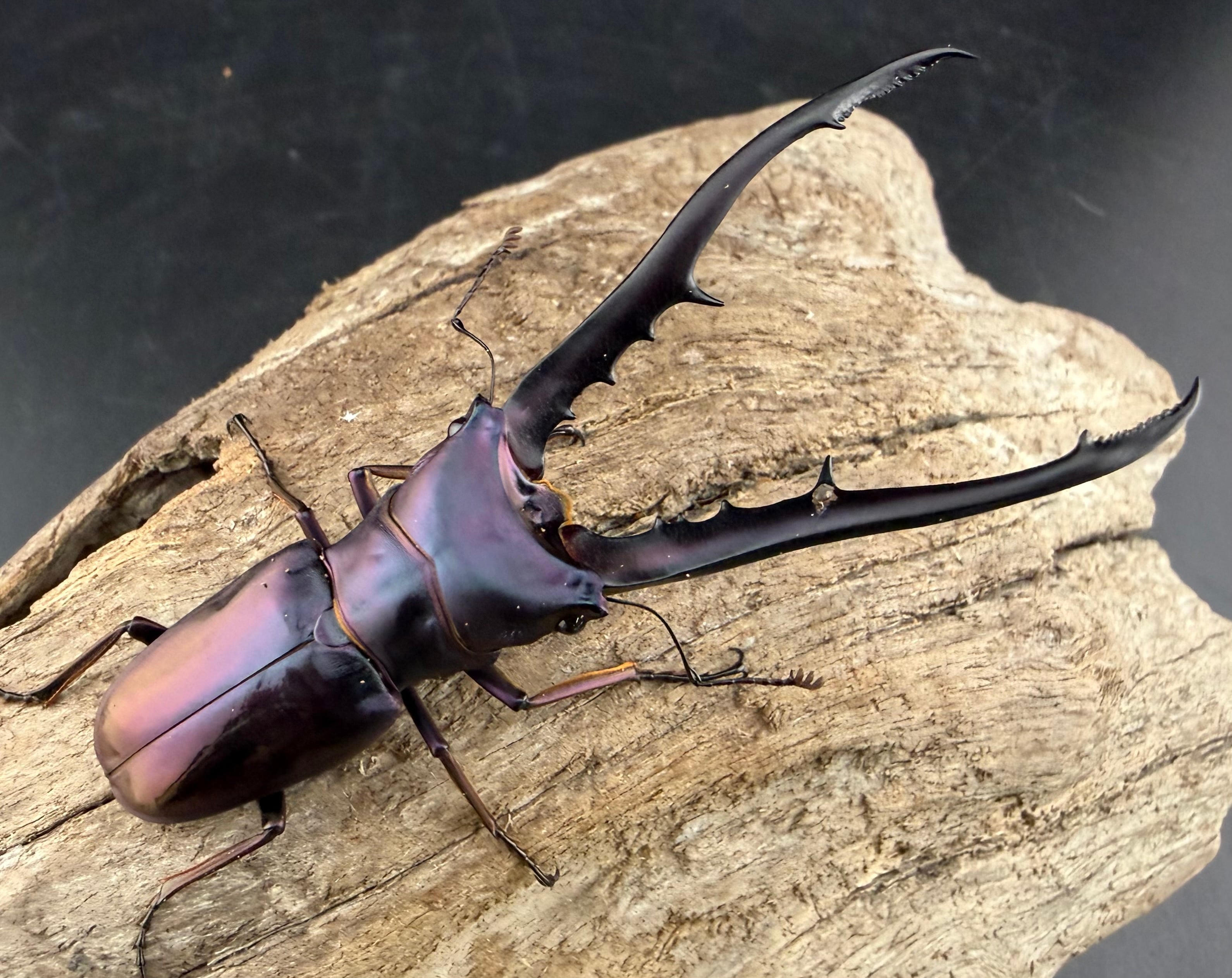 4/28入荷ペルーWild便】コツヤヒサシサイカブト Lサイズペア | Pay ID