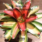 【送料無料】Neoregelia carolinae red variegated〔ネオレゲリア〕現品発送N0317