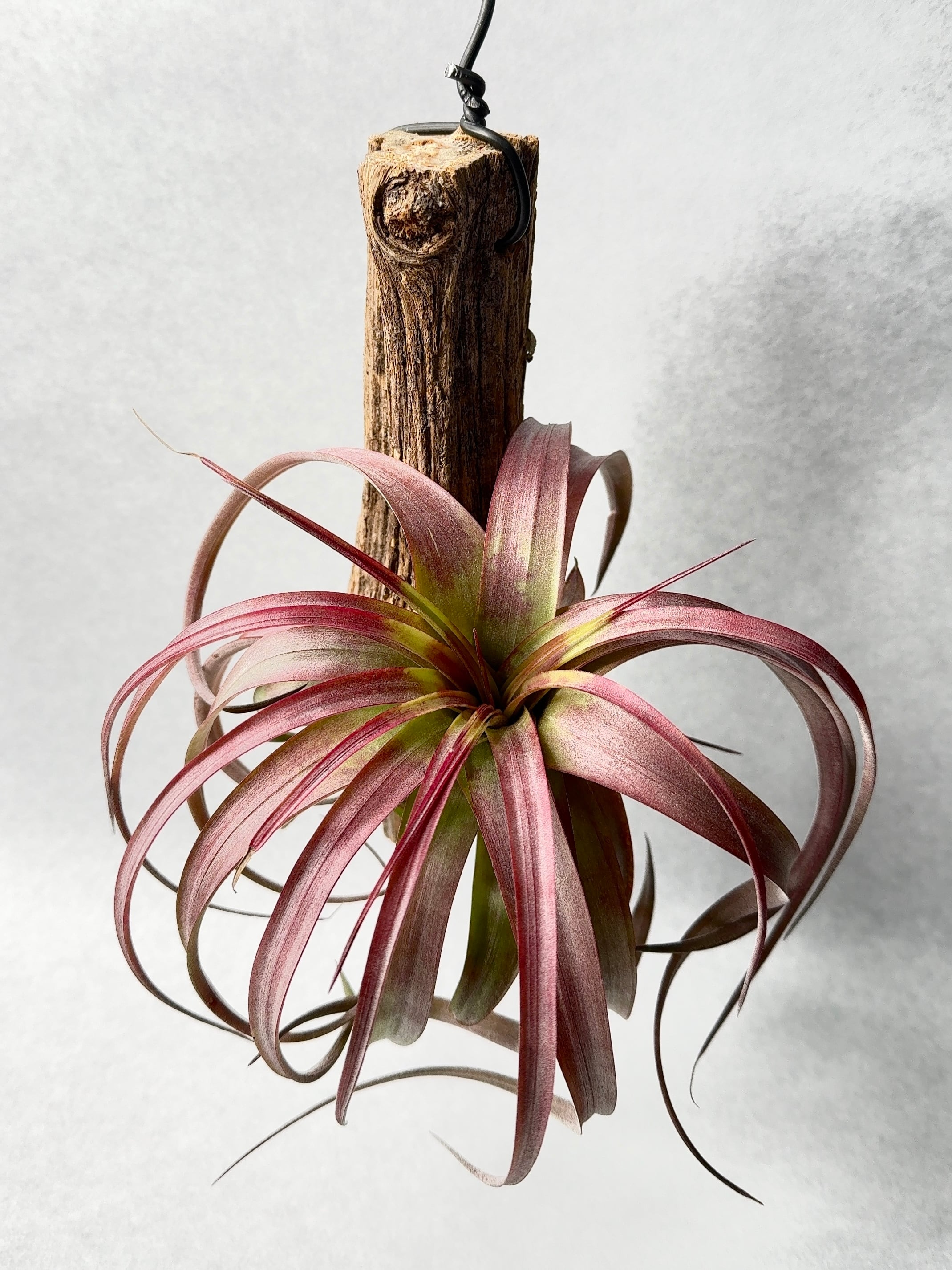 ティランジア・エディシアエ・シルバーフォーム | trigger