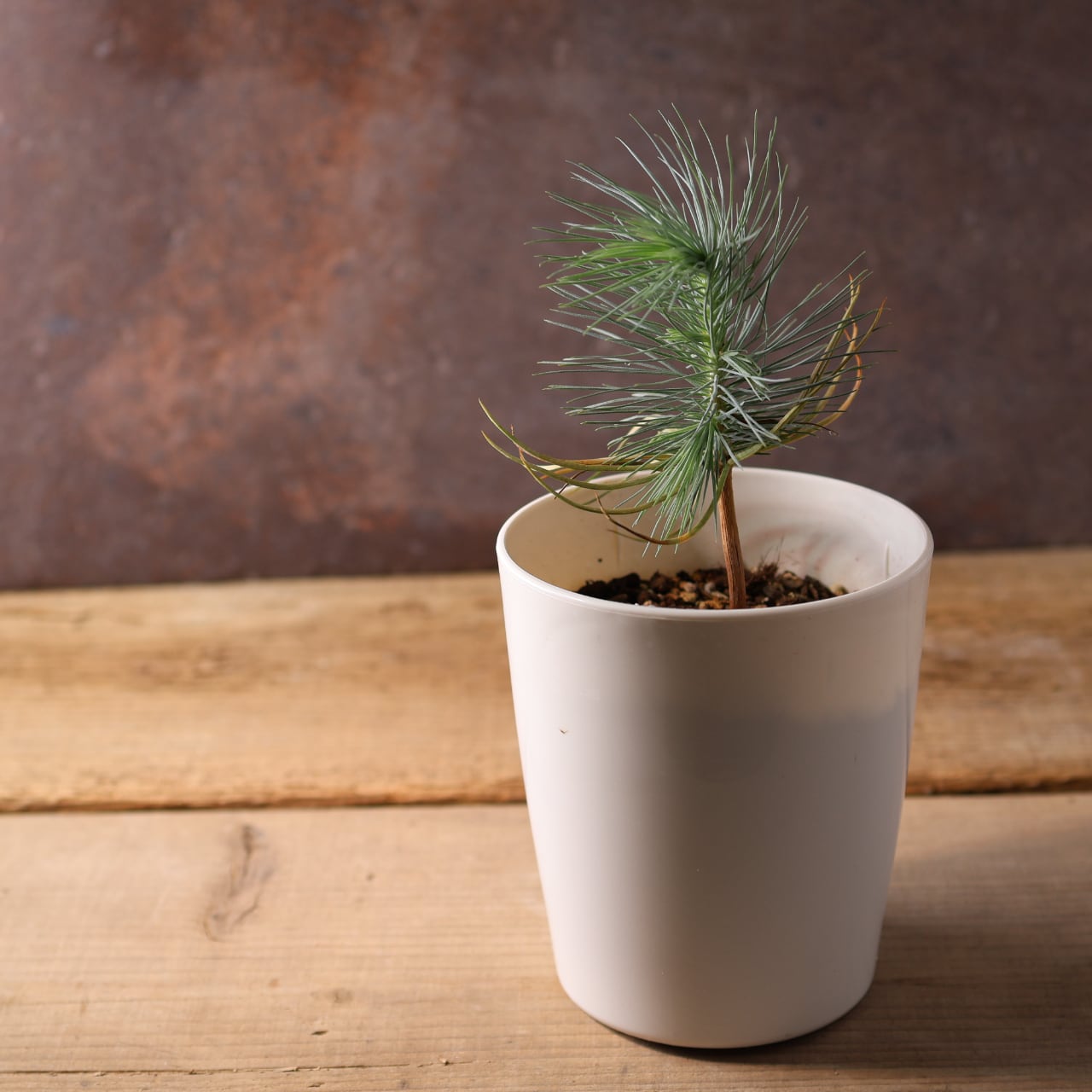 393 力強い樹姿と大粒の実をつける、メキシコ生まれの希少な松