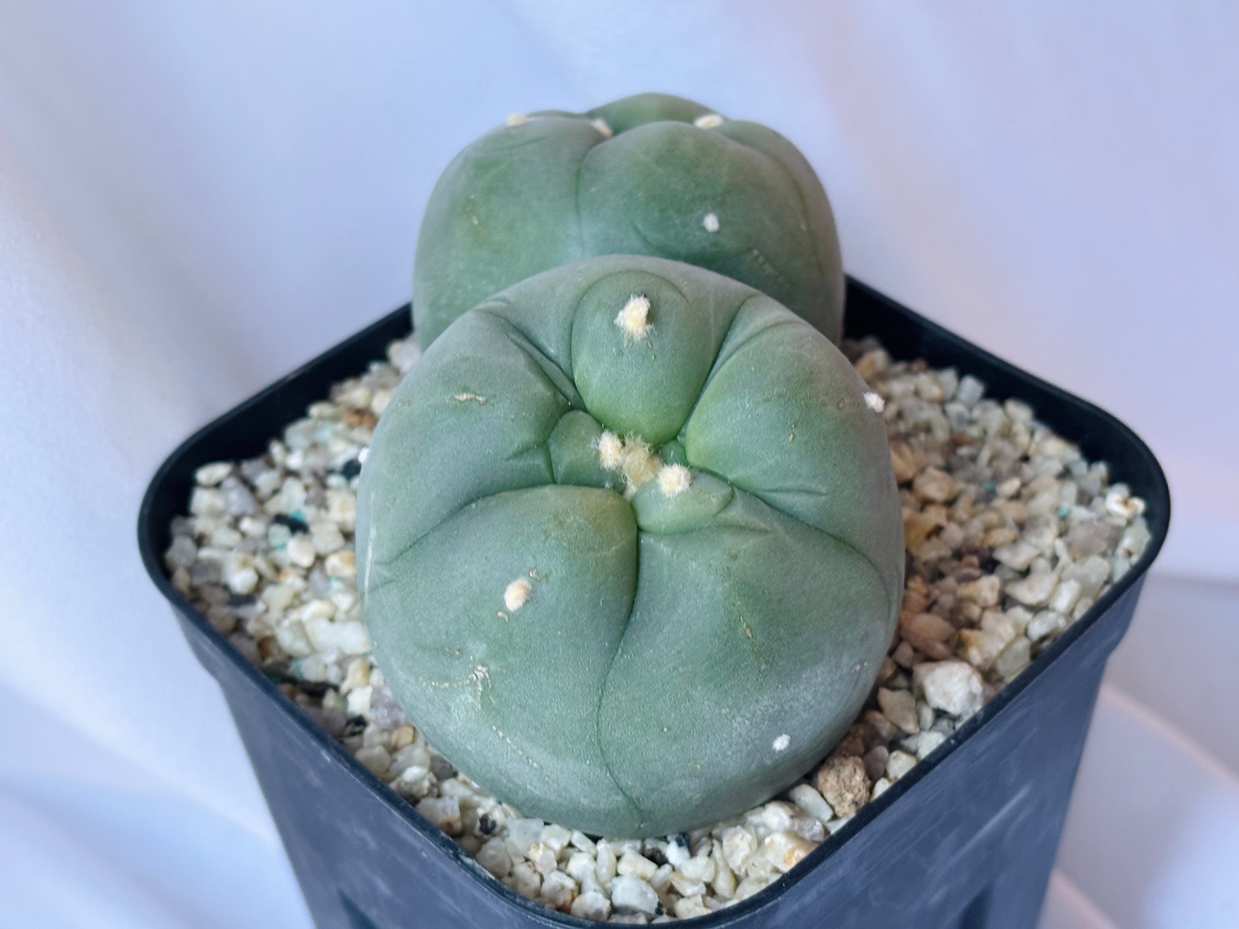 Lophophora diffusa ロフォフォラ 翠冠玉 大疣タイプ サボテン