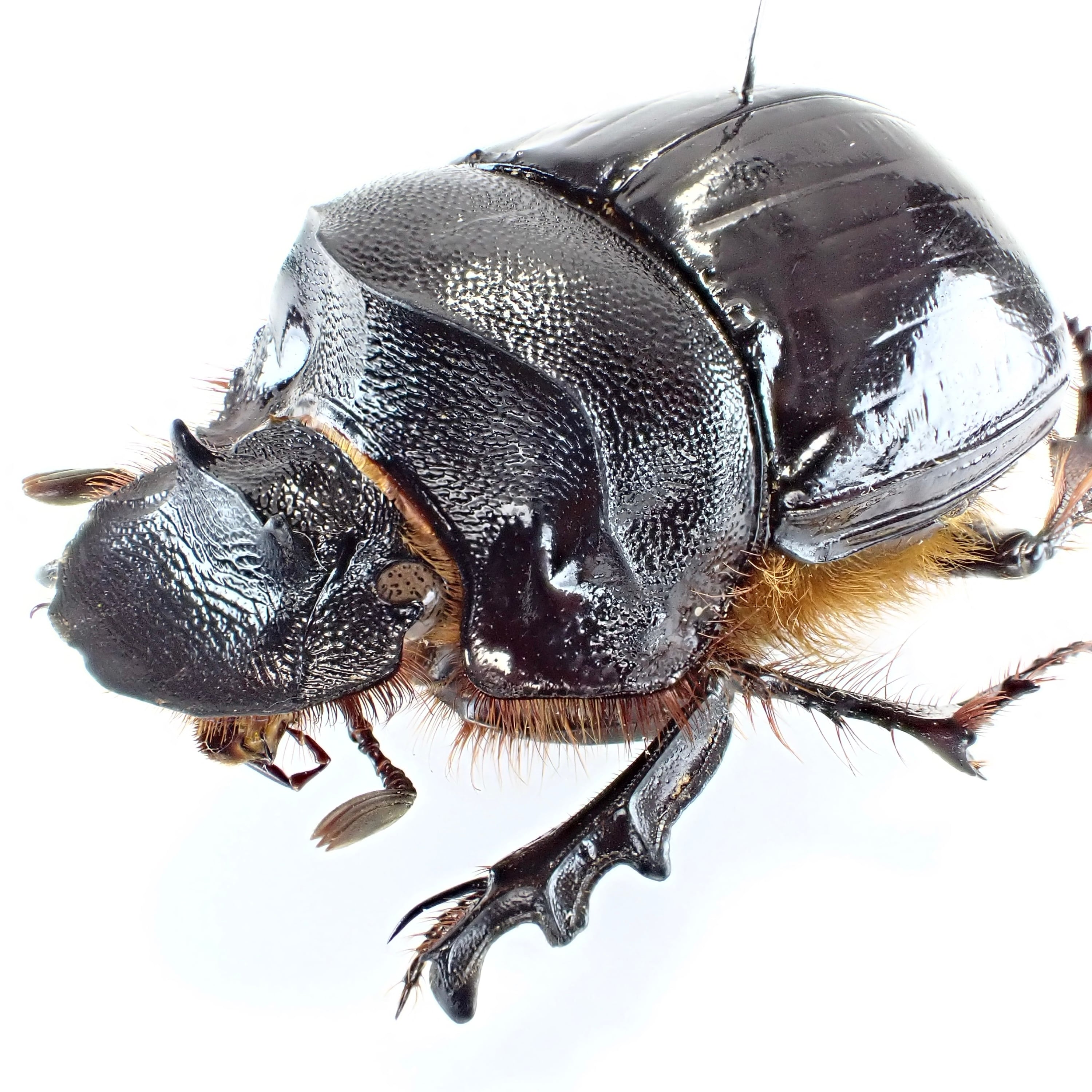 ナミビア産 Heliocopris faunus ♂ 35mm | 昆虫標本 Diggers & Rollers