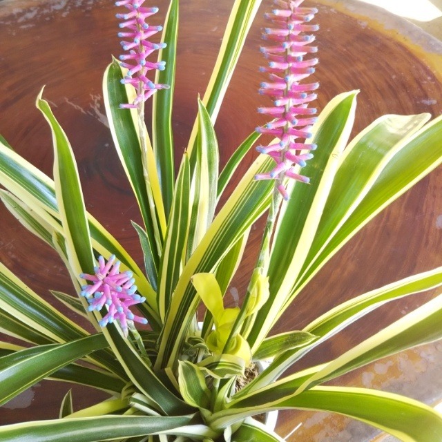 斑入りアナナス12cmポット苗 Hanazukin 花ずきん 農家直送の花苗 シンビジュームの花束