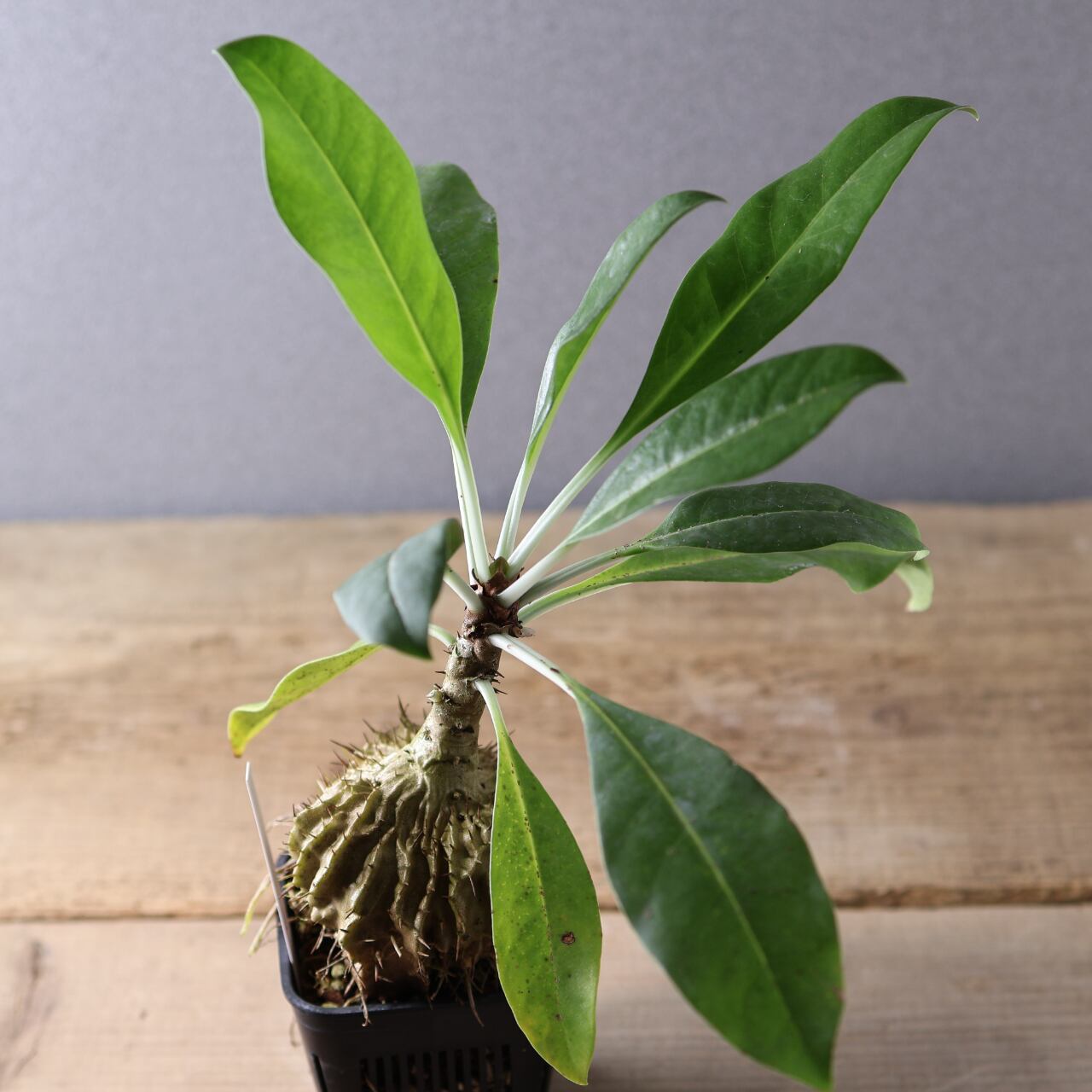 396 アリと共生する『アリ植物 ミルメコディア ツベローサ Myrmecodia