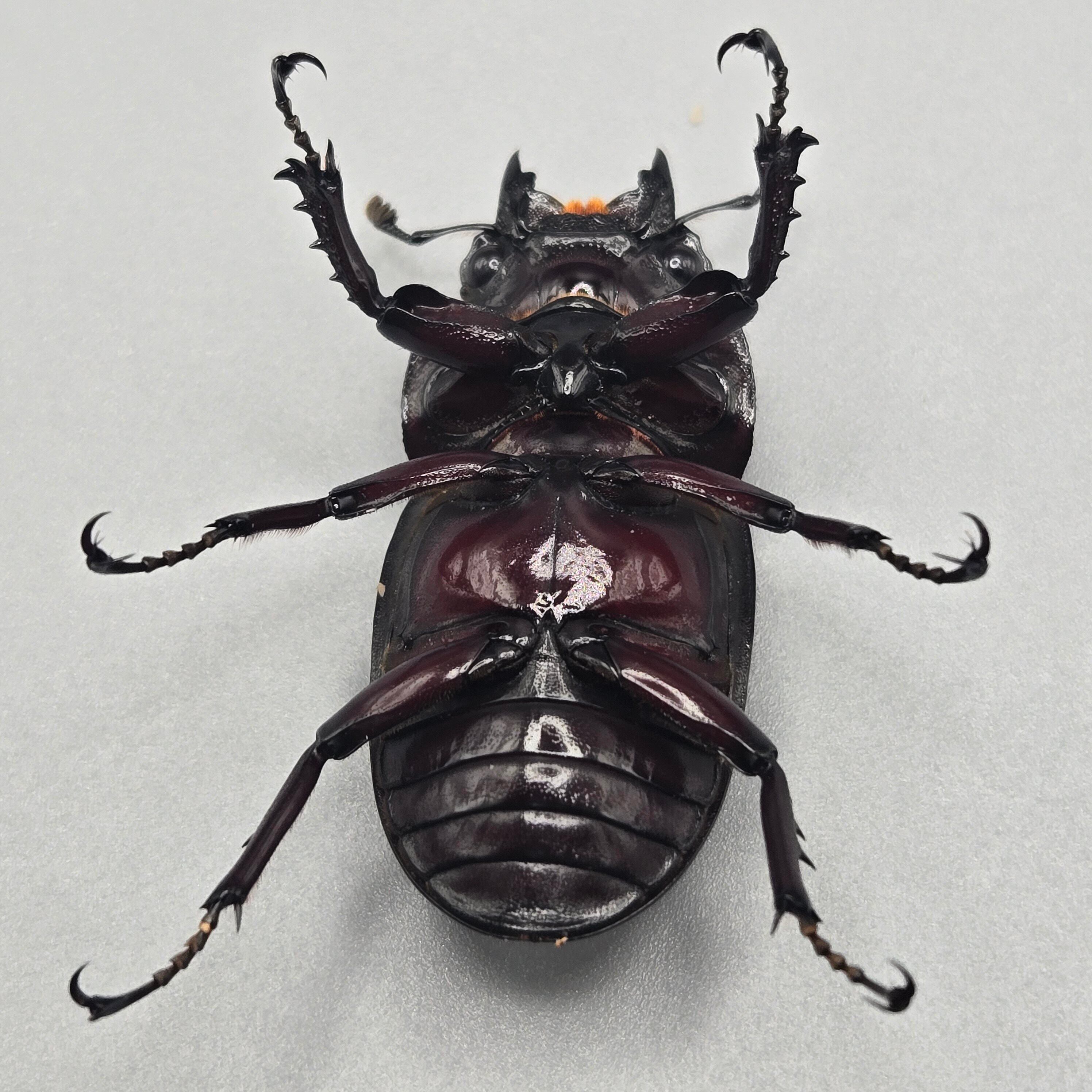 レギウスオオツヤクワガタ 標本 レギウスオオツヤクワガタ ペア【♂特赤個体】 | 昆虫専門店 鍬鉄
