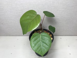 プセウドボンバックス エリプティクム