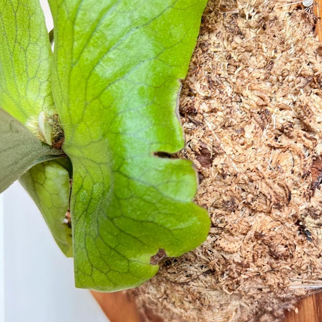 ビカクシダ ステマリア 板付【観葉植物 室内 コウモリラン