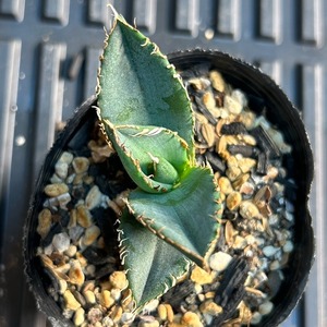 【 61 】oteroi seedling ②