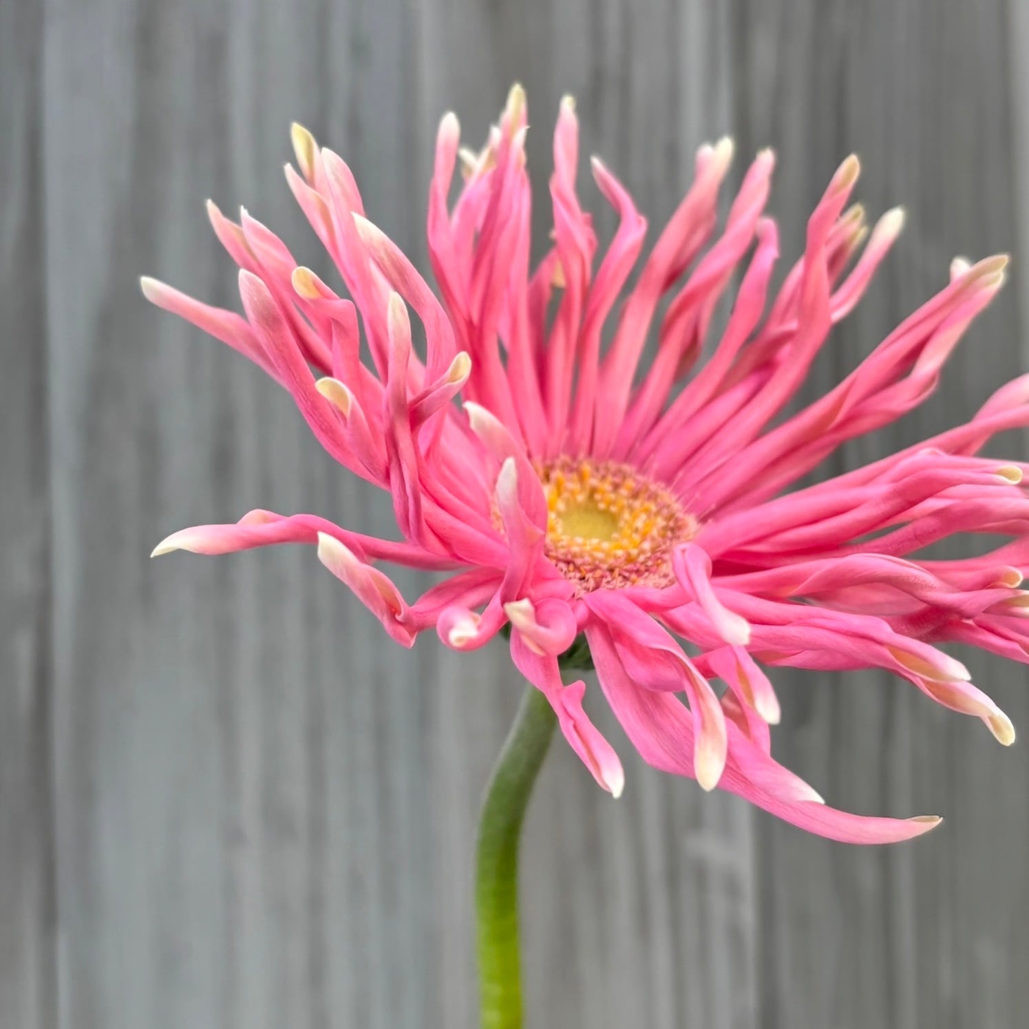 ポップキュートな大輪ガーベラ レベルクレイズ （淡いピンク） 10本