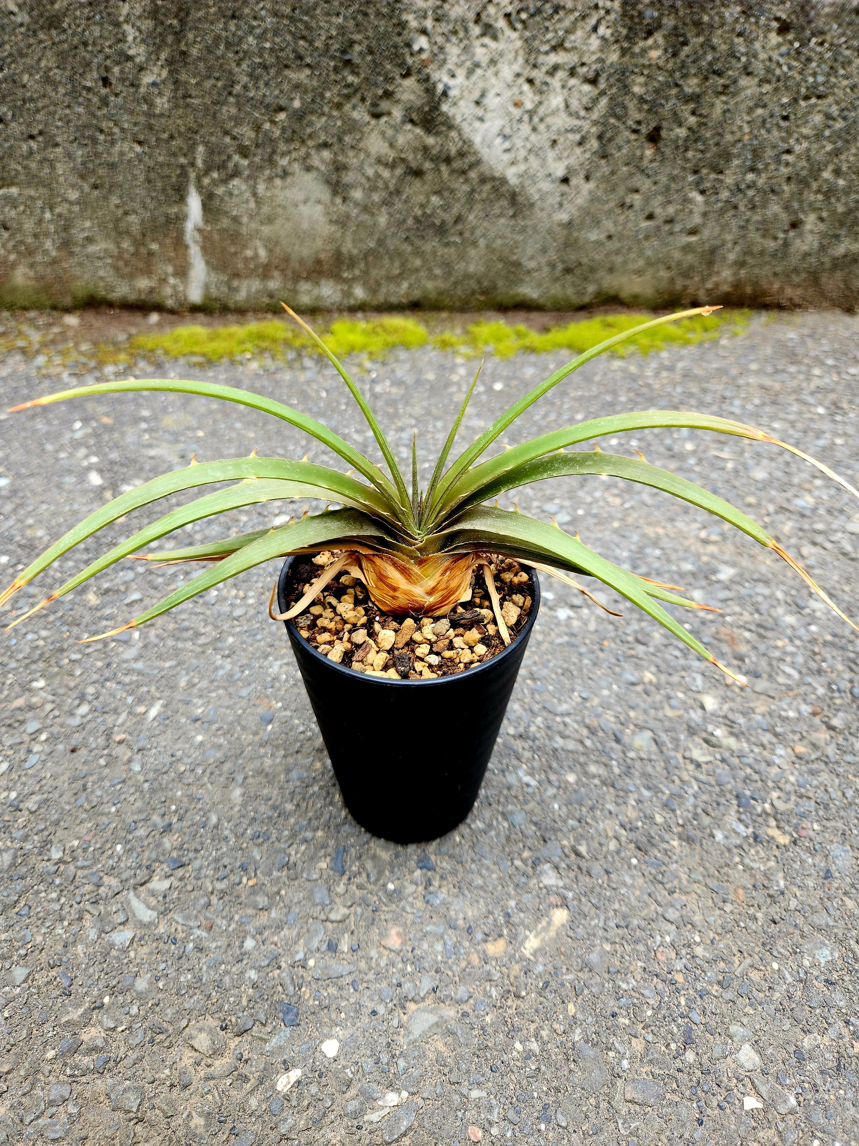 ディッキア・エステべシー dyckia・estevesii 原種 | フラワーショップ