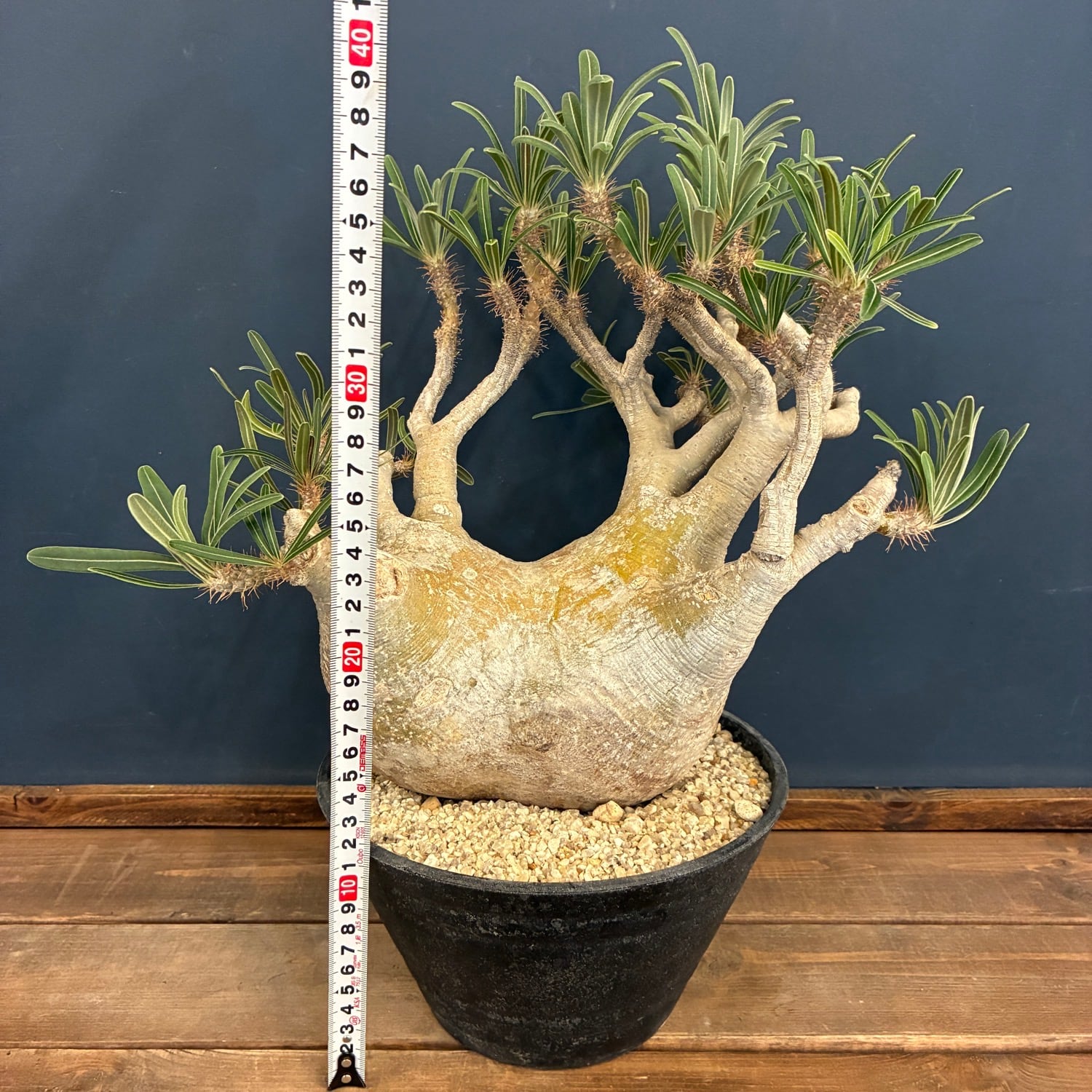 パキポディウム・グラキリス パキポディウム グラキリス【364】 | PROTOLEAF プロトリーフ
