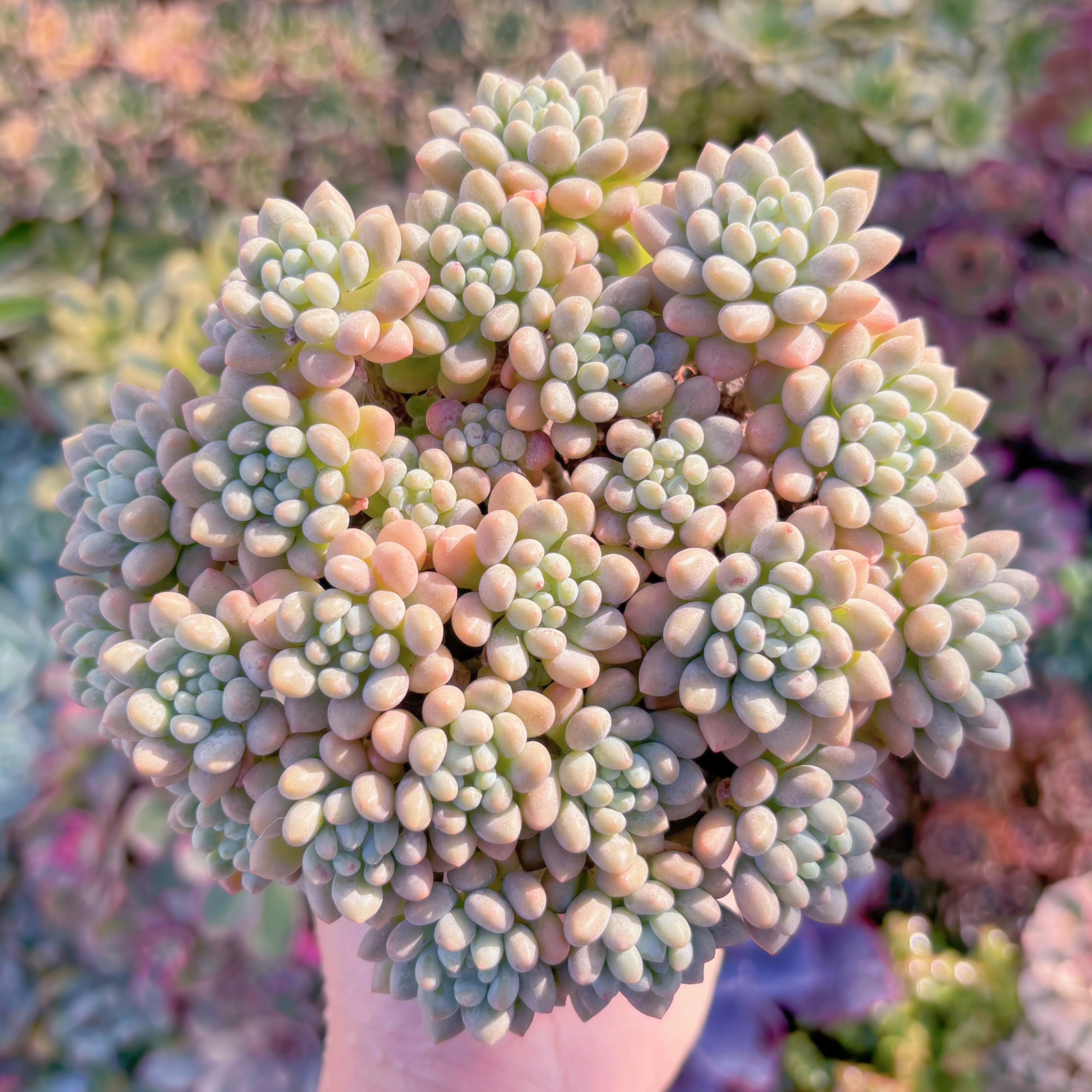 現品　キャビア#F022　大群生　新入荷　るる農園