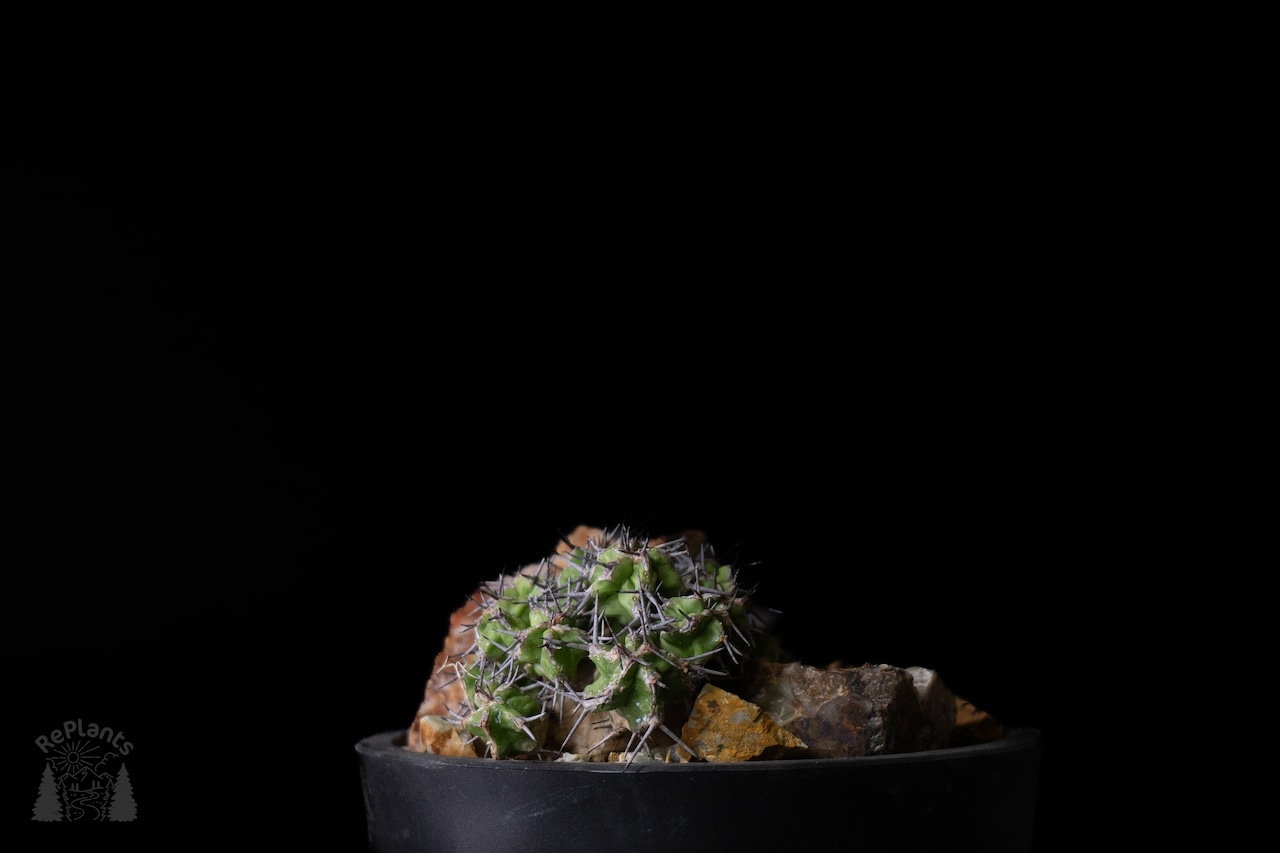 Habitat Style Euphorbia mitriformis1