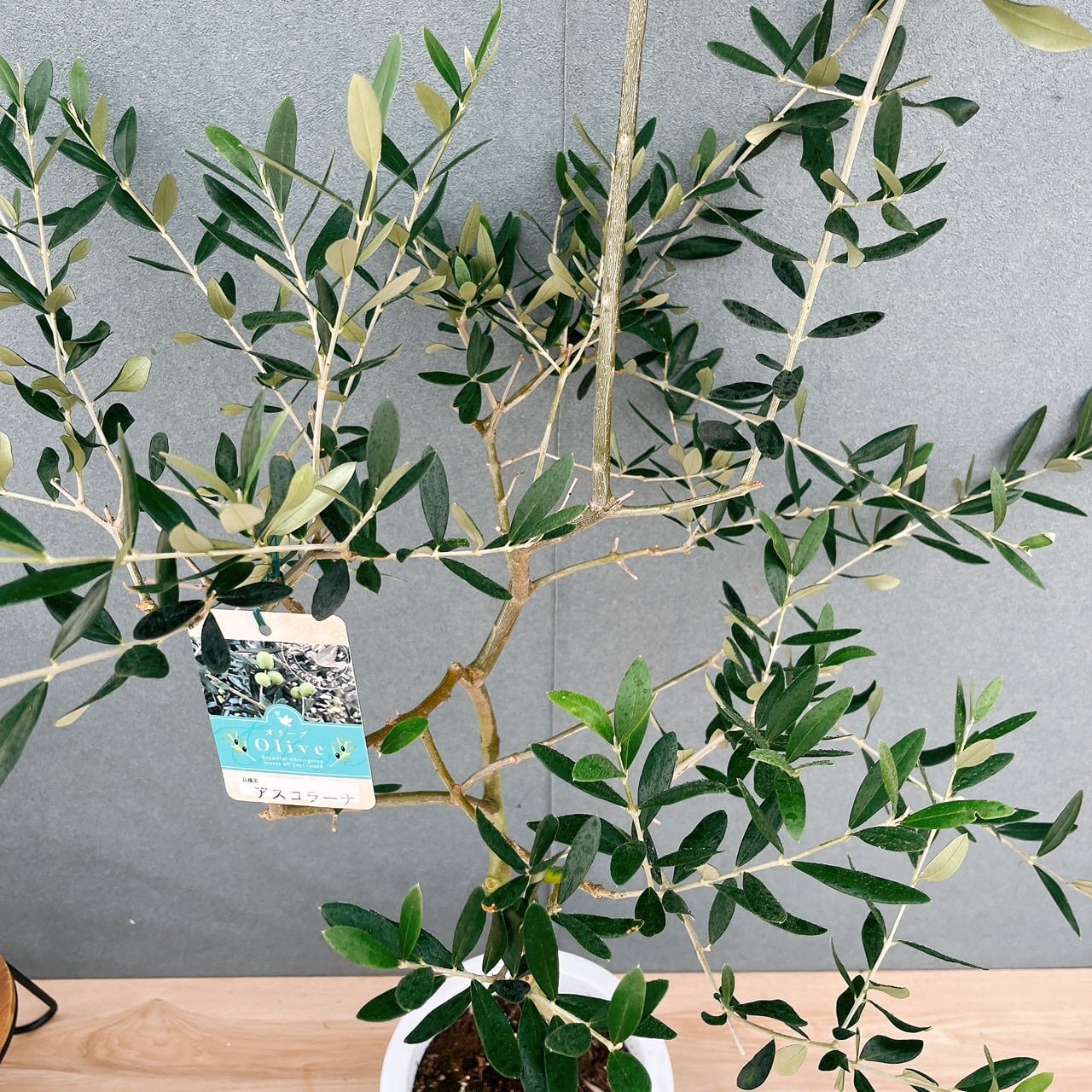 現品］【希少】E オリーブ アスコラーナ 8号 観葉植物 レア ベランダ